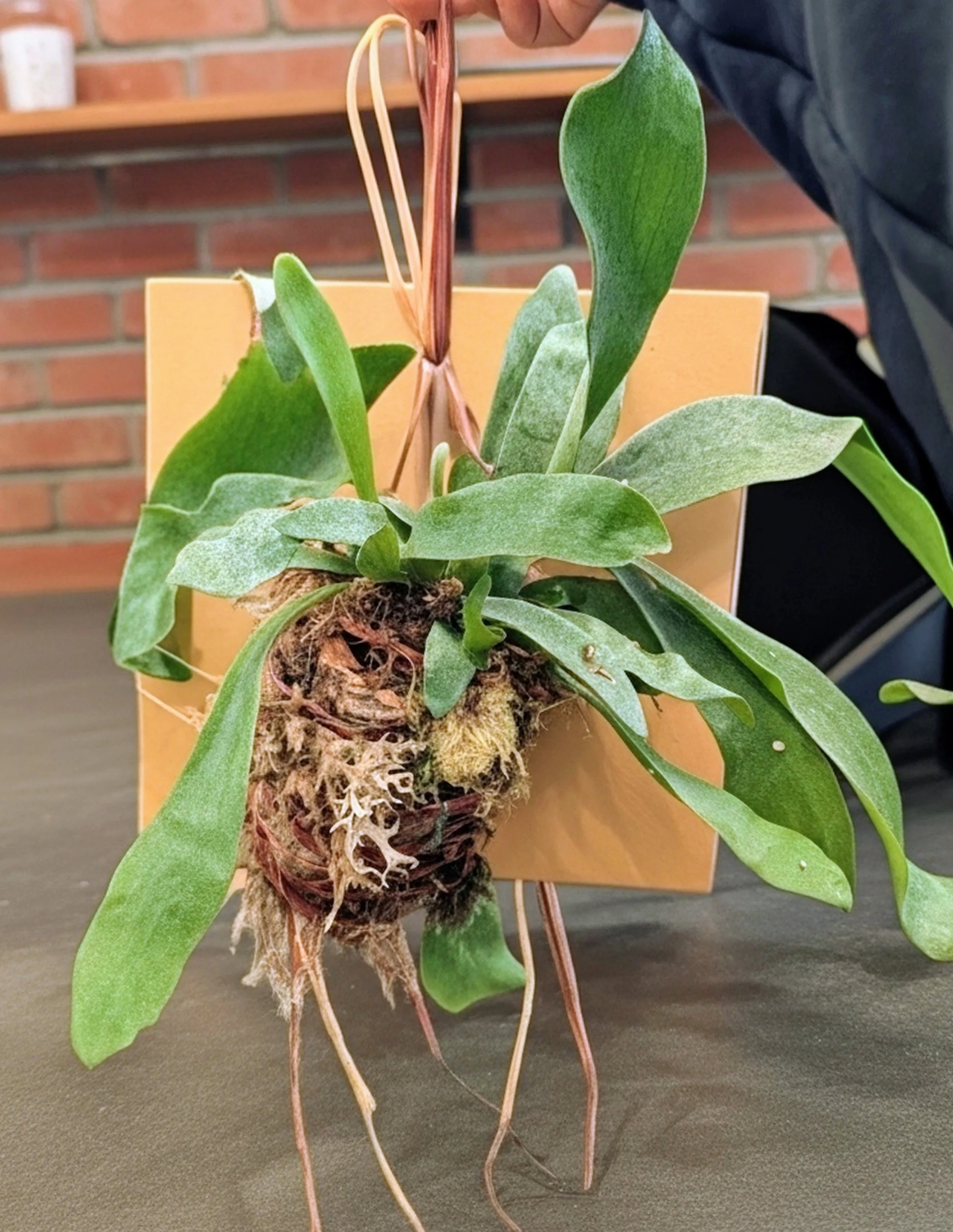 Vertical Botanicals  - Mounted Tropical - landscape - design - rare plants - tropicals - hobby