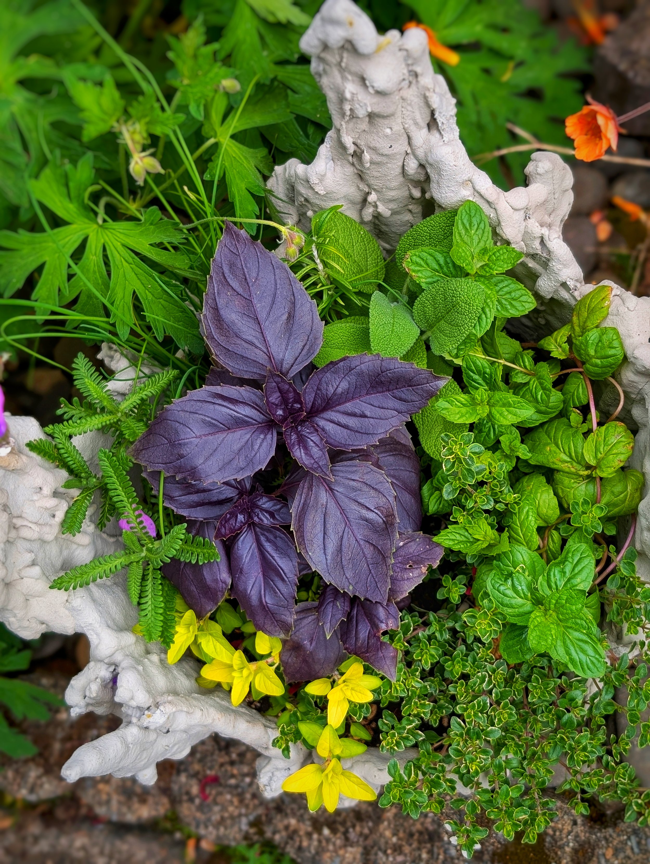 Windowsill Harvest  - Herb Garden Container - container gardening - spring - harvest - garden - diy