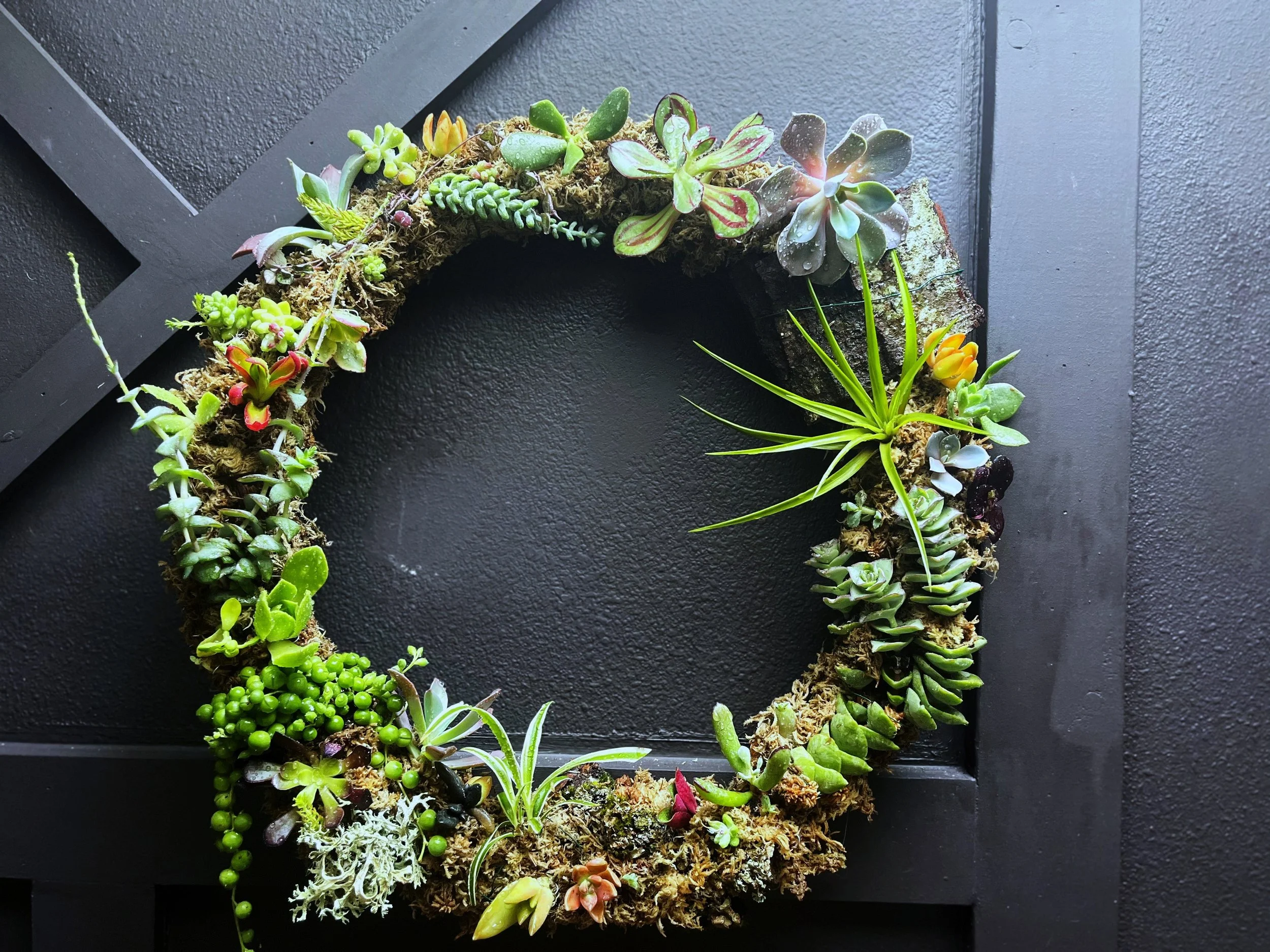Living Wreath Lab - Succulent Wreath