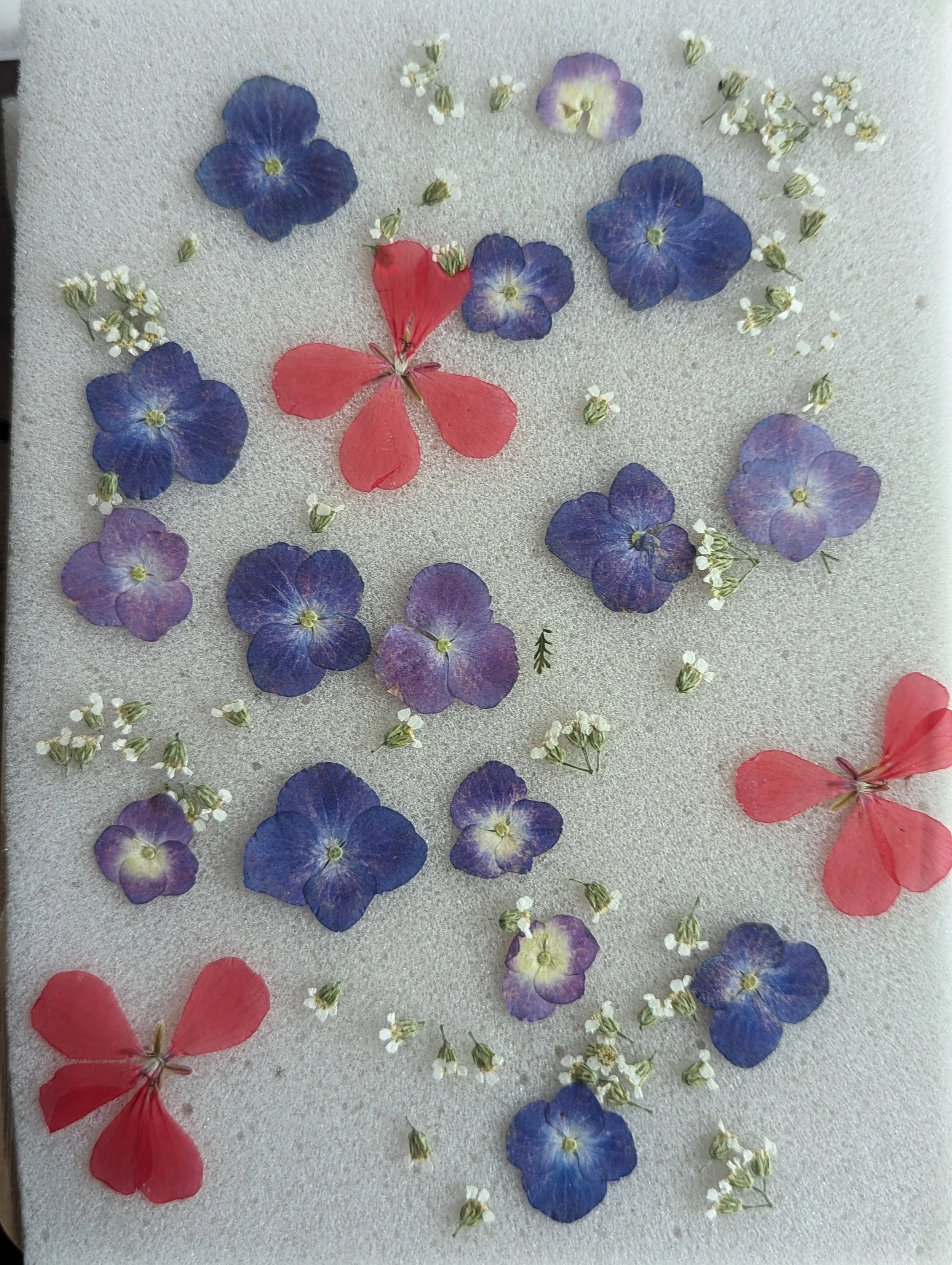 Forever Florals - Pressed & Preserving  - floral preservation - diy - hobbies - crafts       