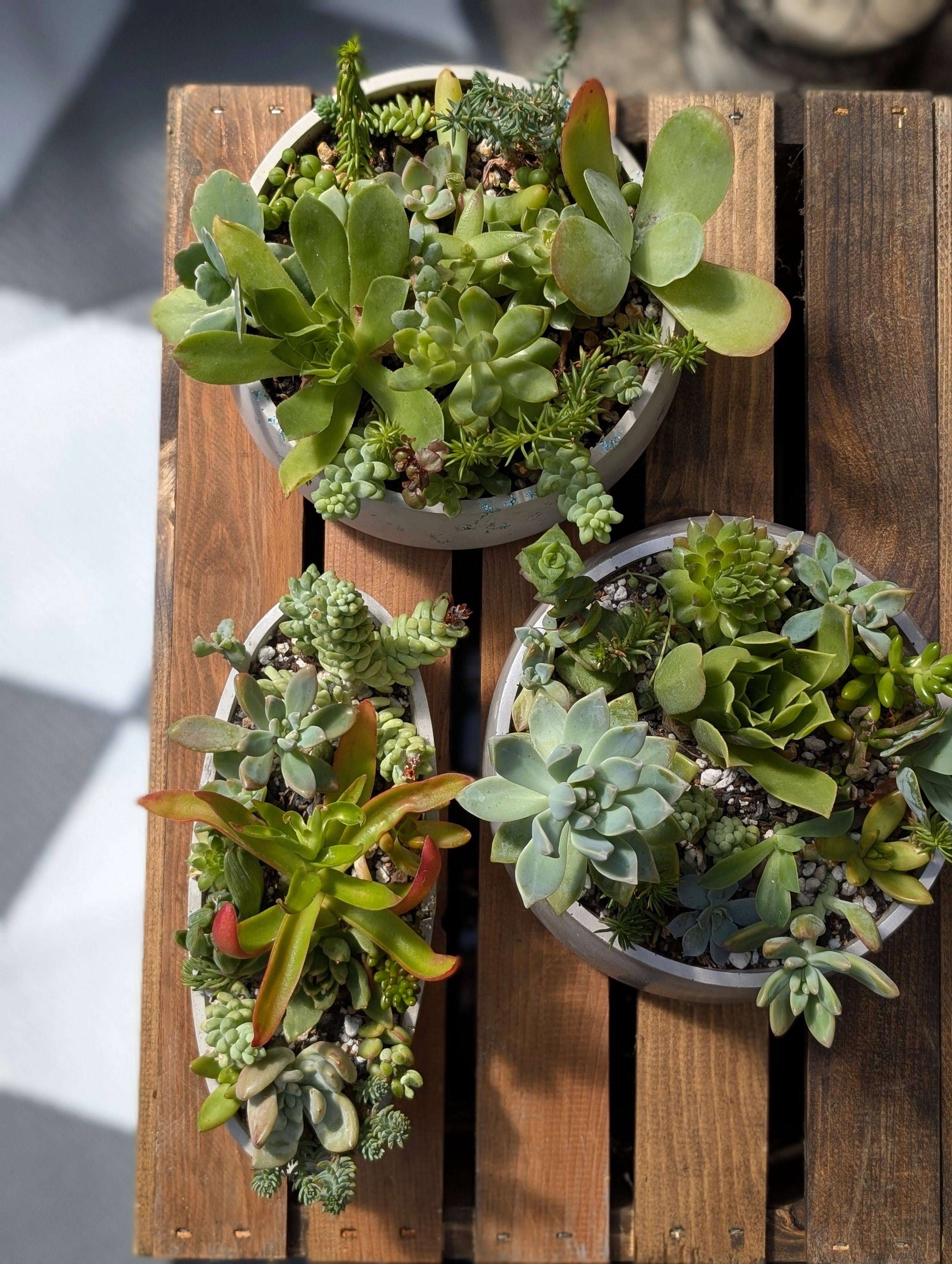 Succulent Garden - DIY - Custom Planter