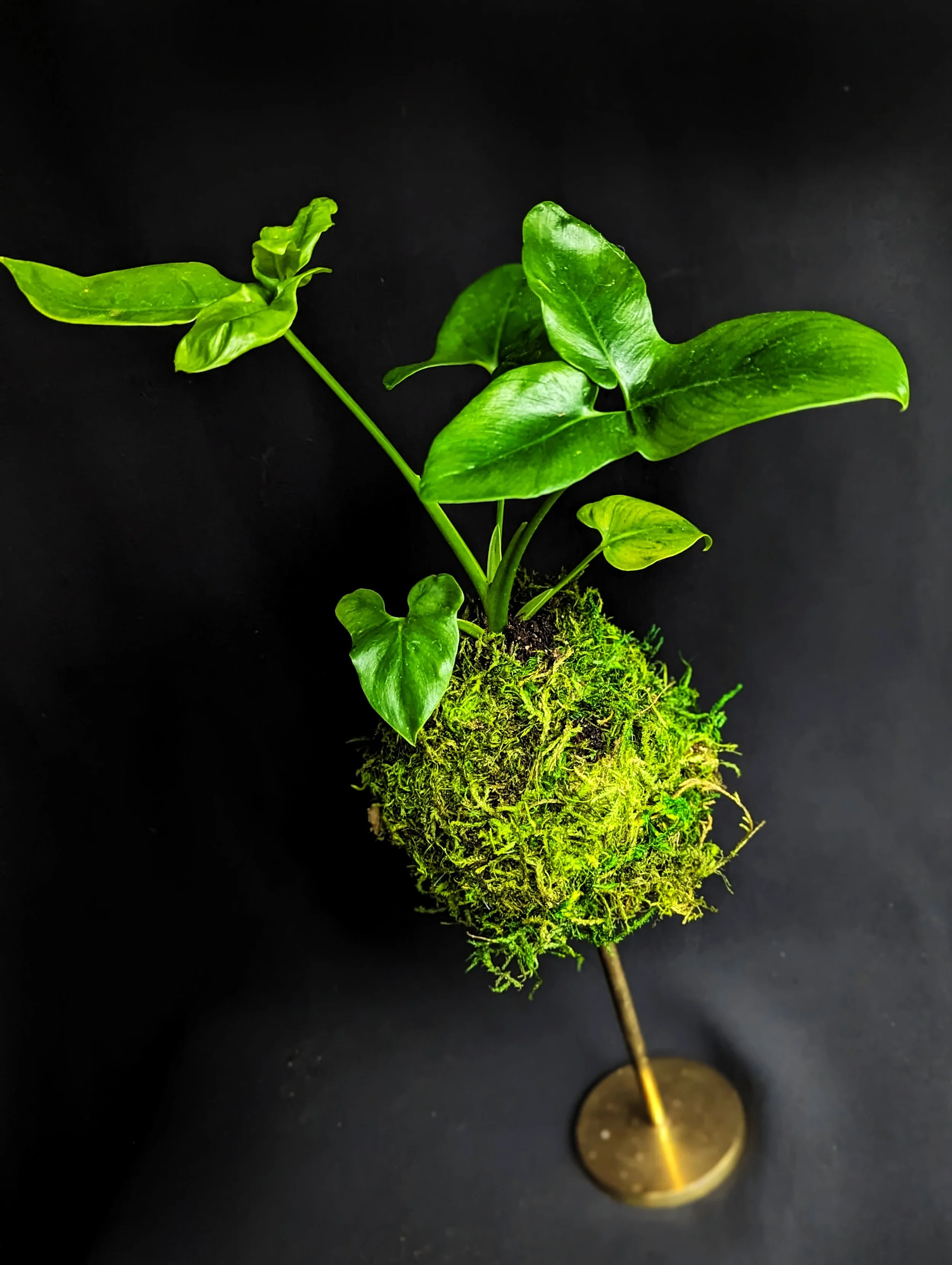 Hand-on wokshop - moss design - botanical art - kokedama
