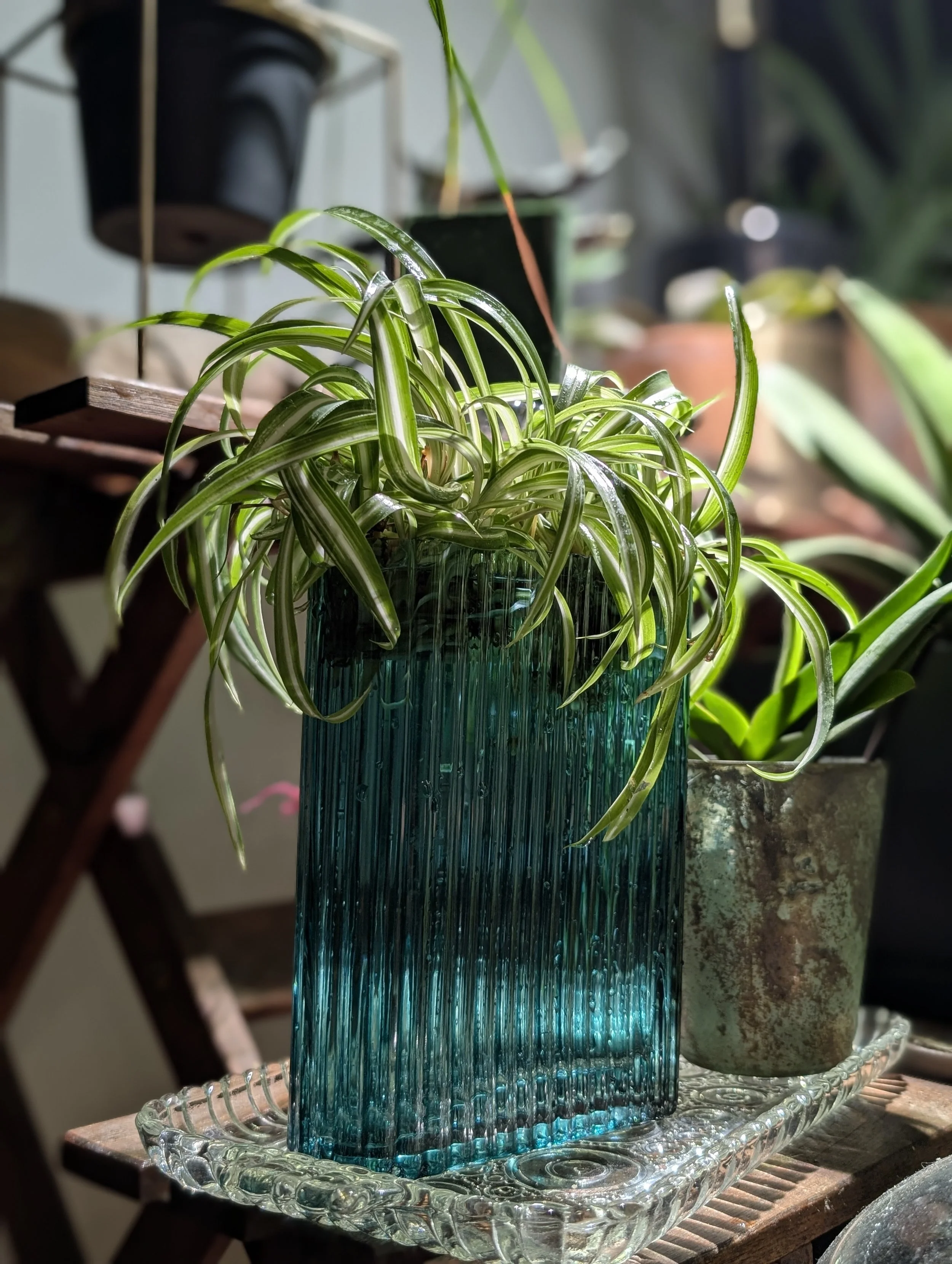 Propagation Station - Techniques + Plant Care   - educational - learning - plants - hands-on