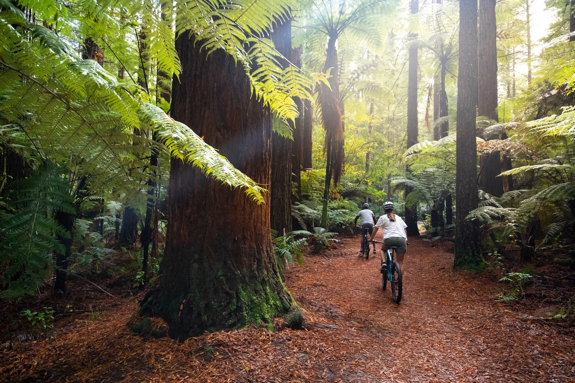 Whakarewarewa Forest (the Redwoods), Rotorua, New Zealand