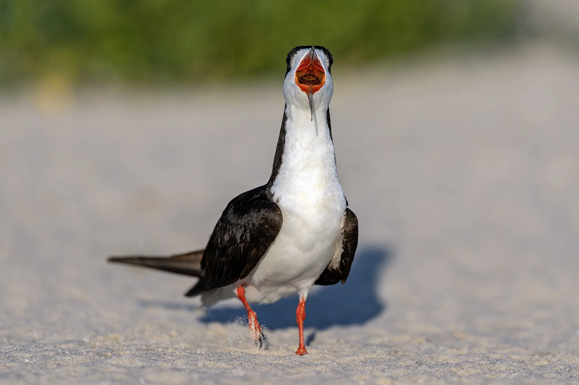 Black skimmer, Long Island, New York