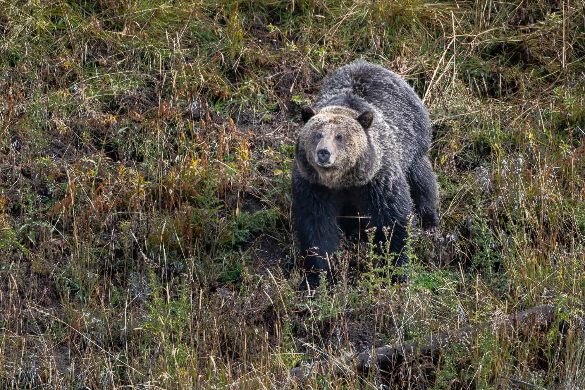Grizzly bear, Yellowstone National Park, Wyoming