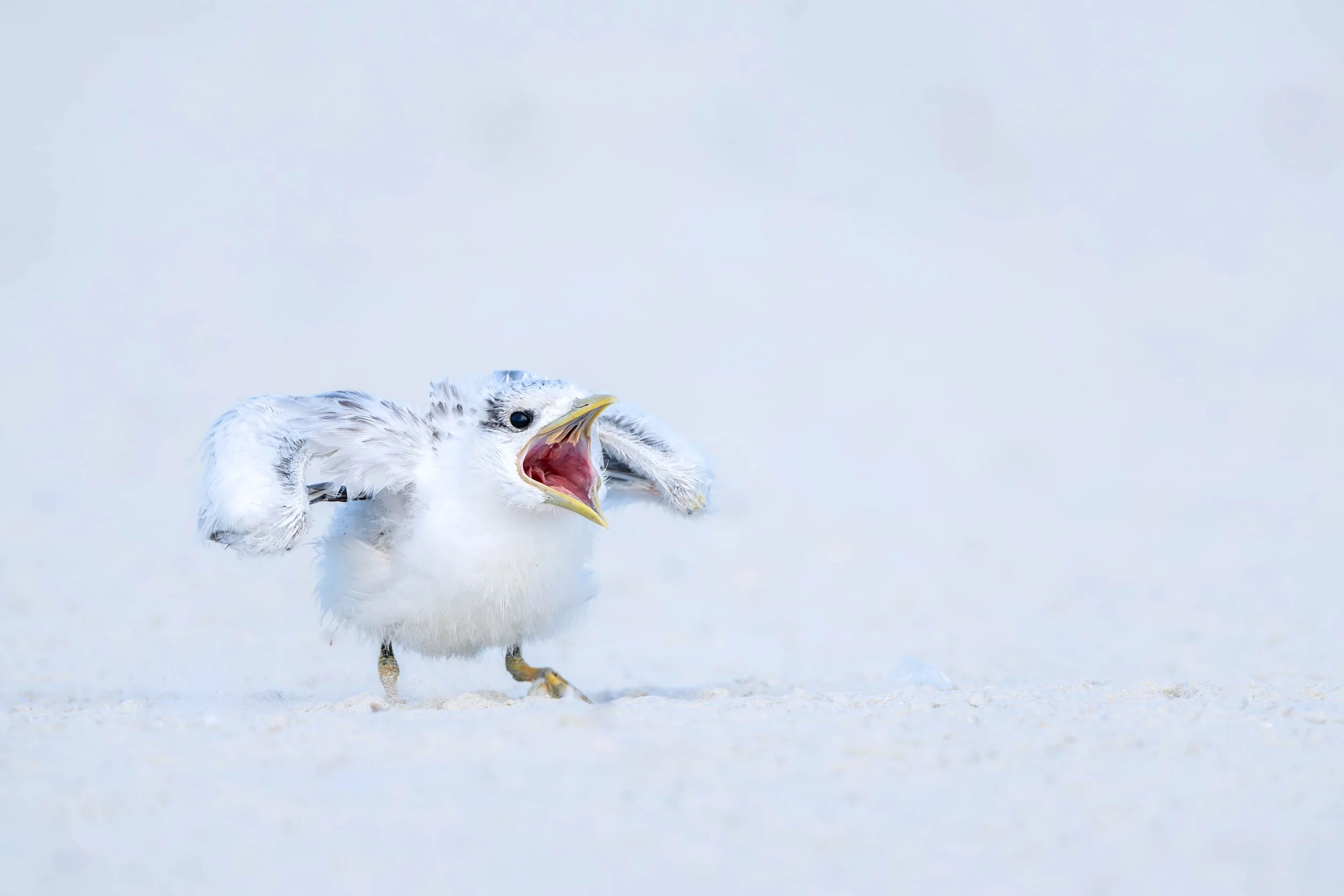 "Hangry" royal tern chick, Jacksonville, Florida