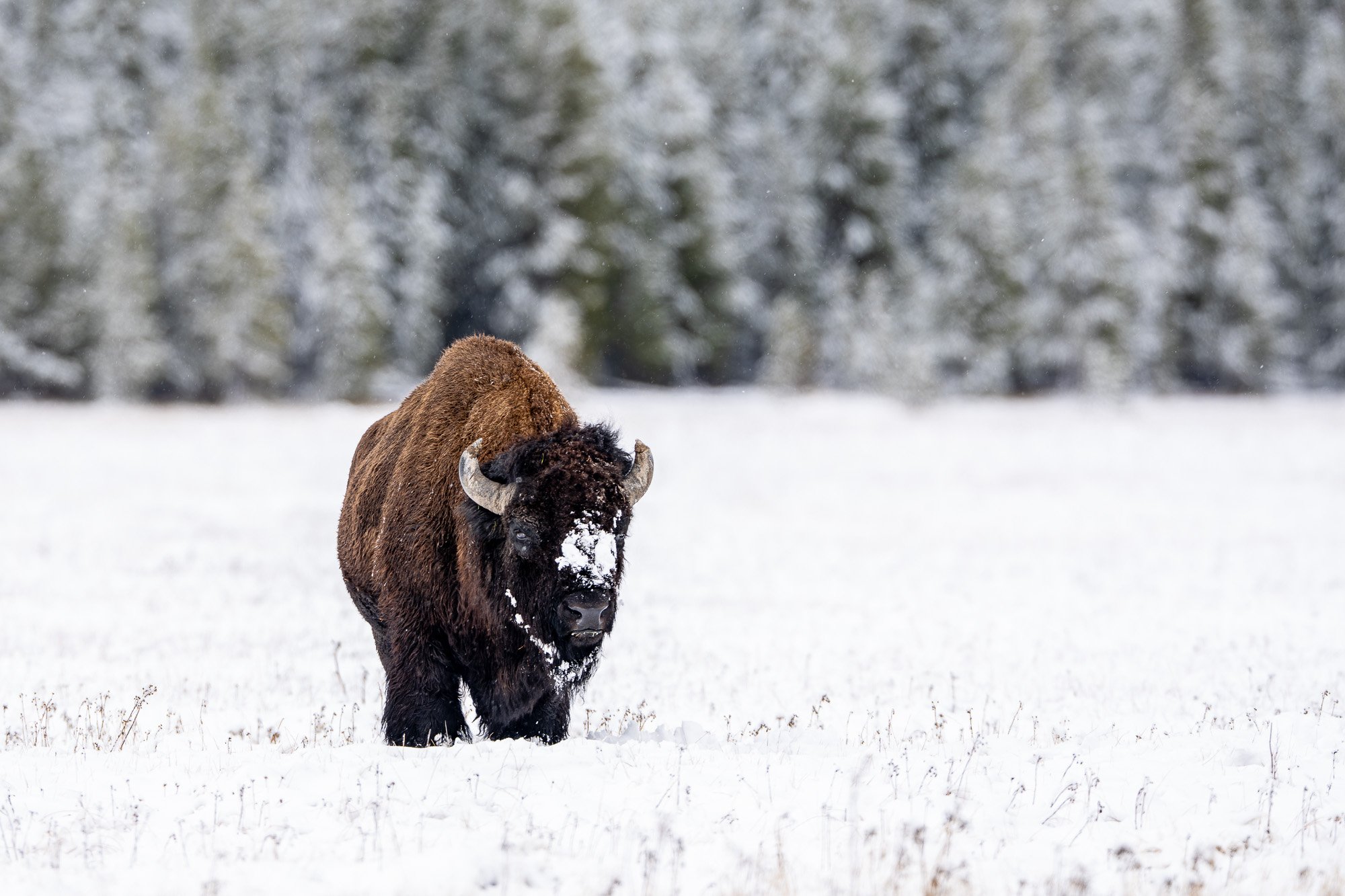 Bison, Yellowstone National Park, Wyoming