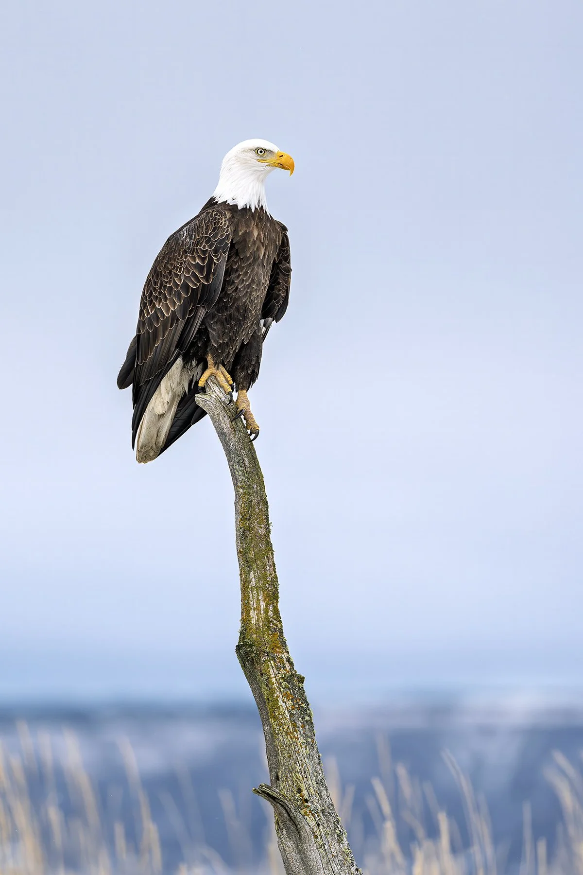 Bald eagle, Homer, Alaska