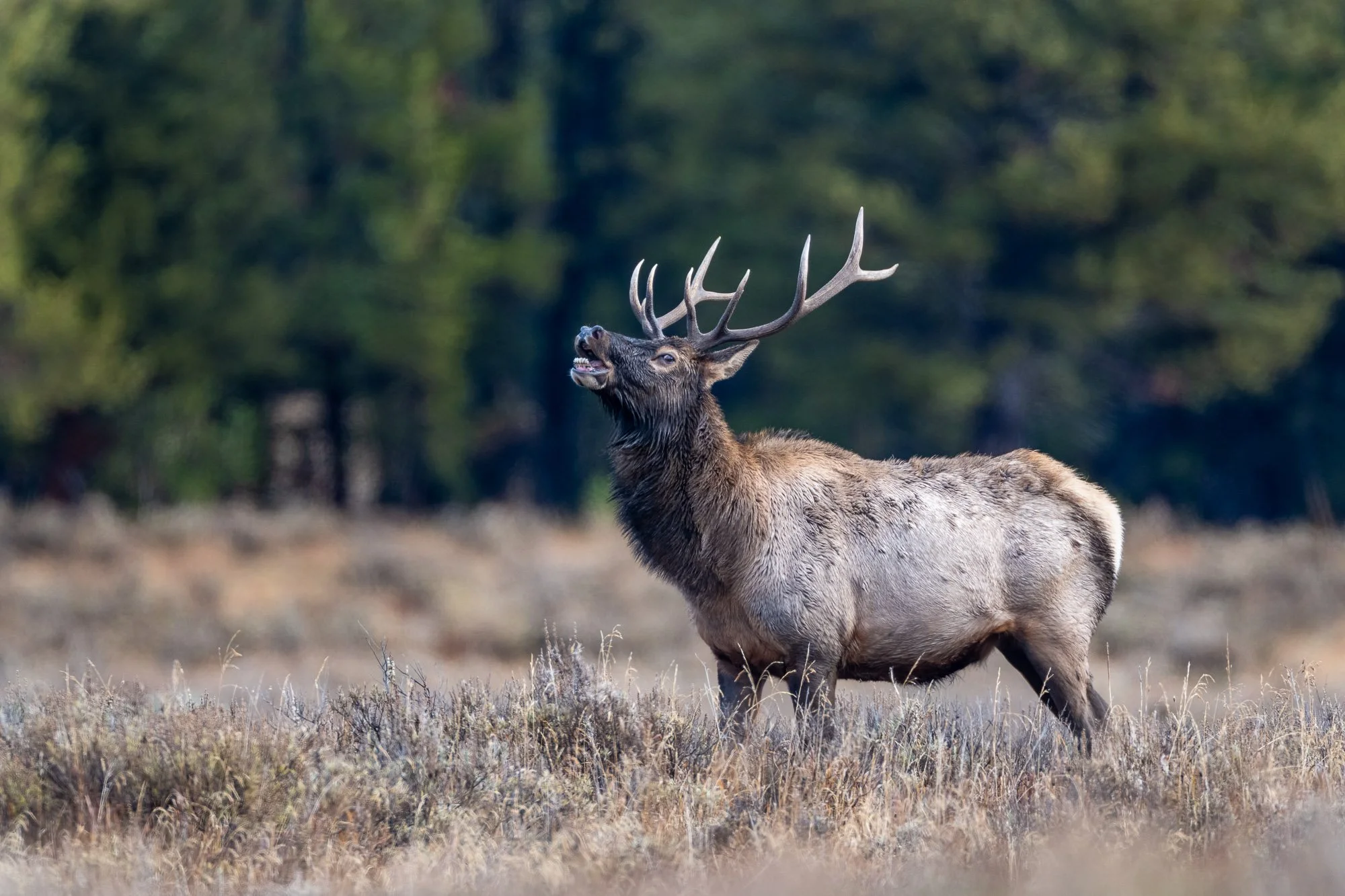 Bull elk, Yellowstone National Park, Wyoming
