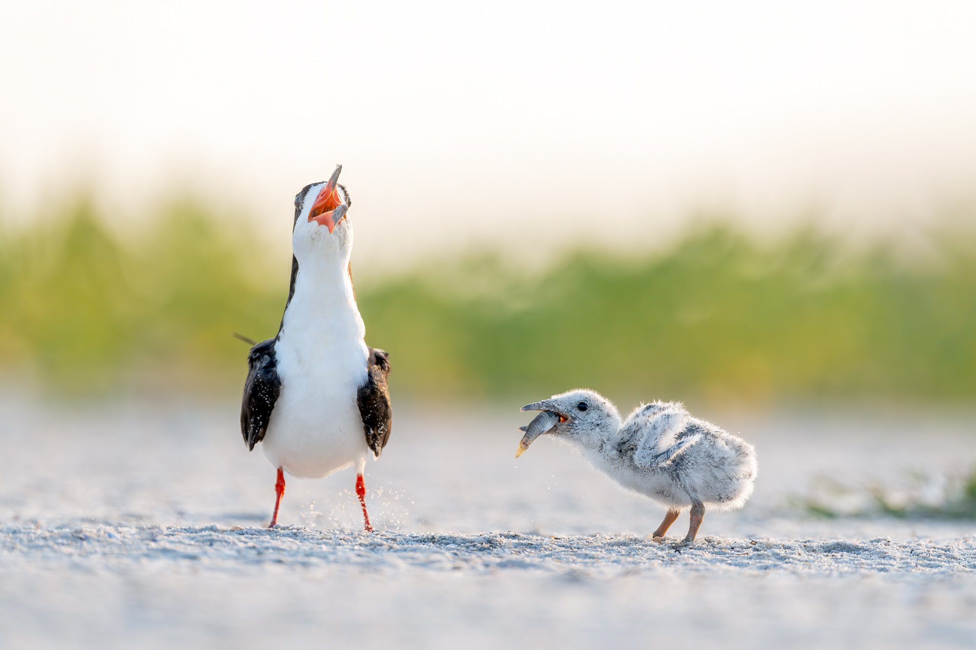 Black skimmers, Long Island, New York