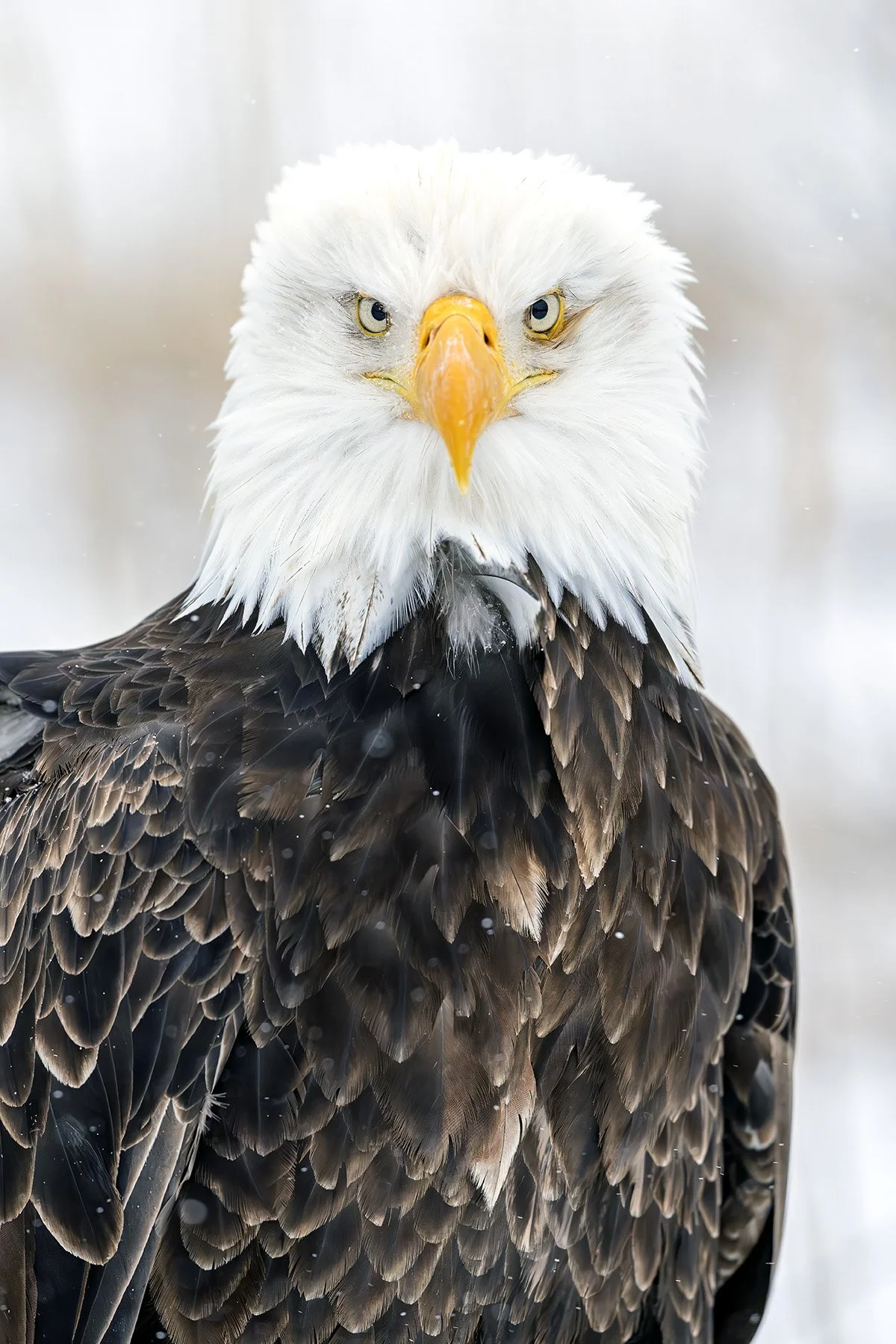 Bald eagle; Homer, Alaska