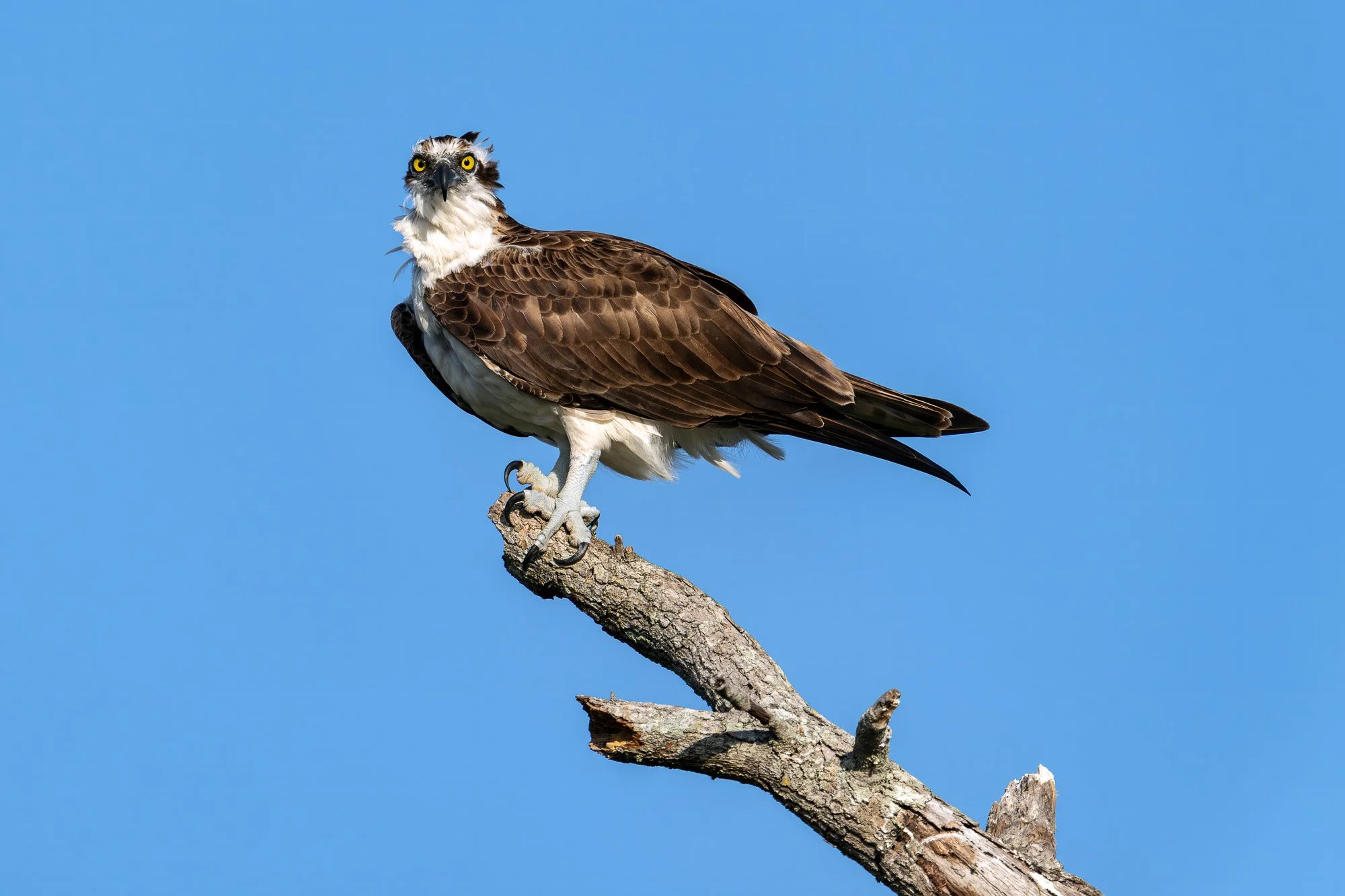 Osprey, Fort DeSoto Park, Florida