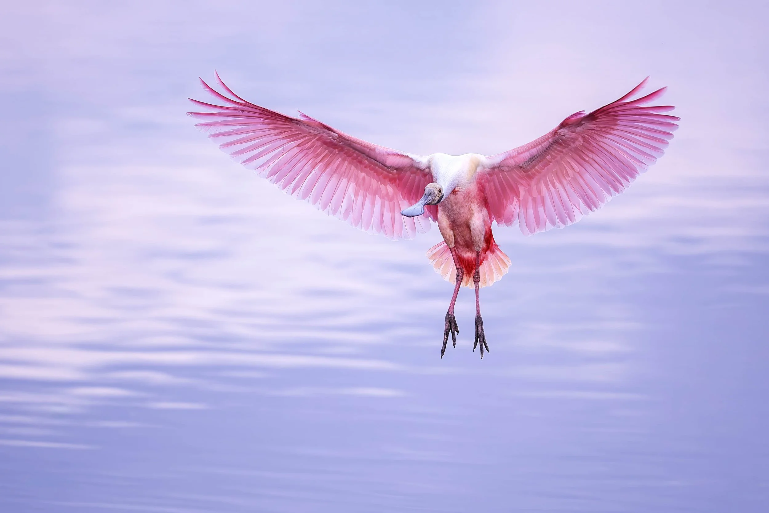 Roseate spoonbill SS_A1ii_D2-06540_Stick Marsh, Fellsmere FL small.jpg