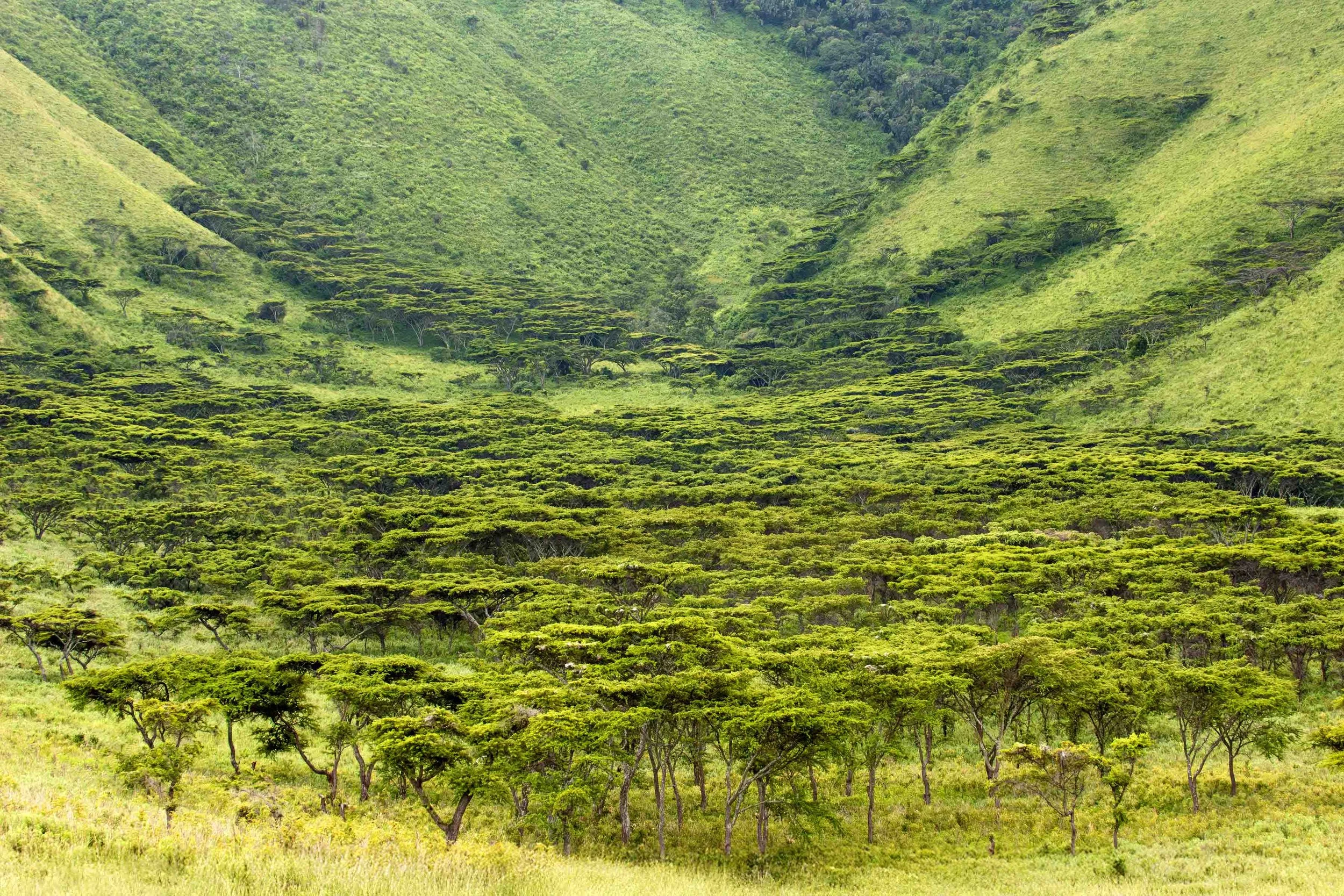 Ngorongoro Conservation Area, Tanzania