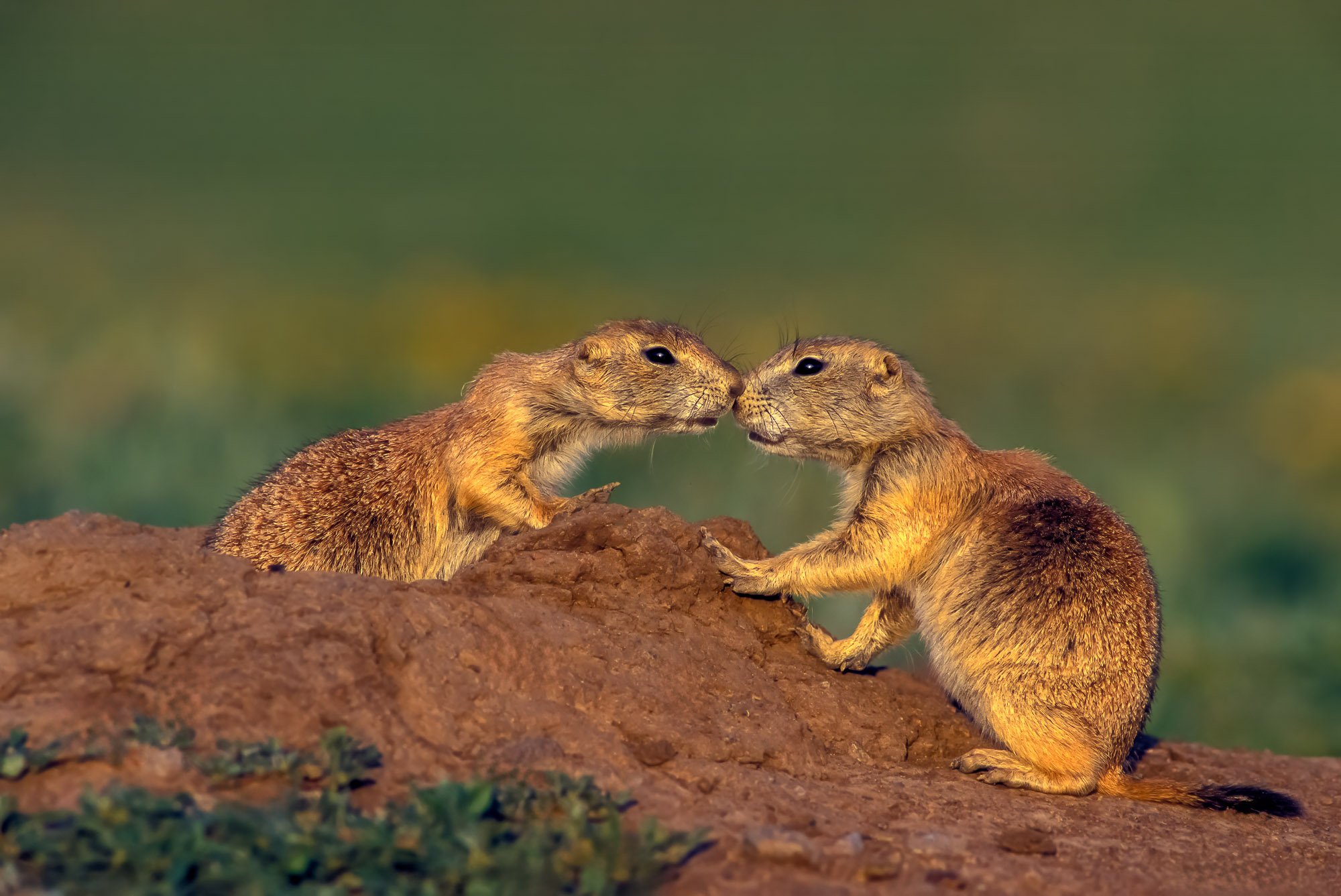 Prairie dogs, Wichita Mountains National Wildlife Refuge, Oklahoma