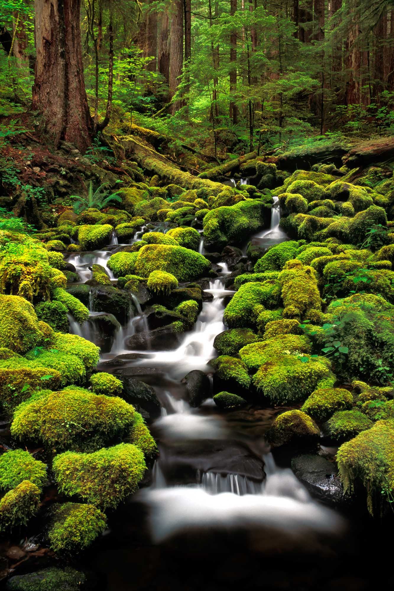 Sol Duc Falls, Olympic National Park, Washington