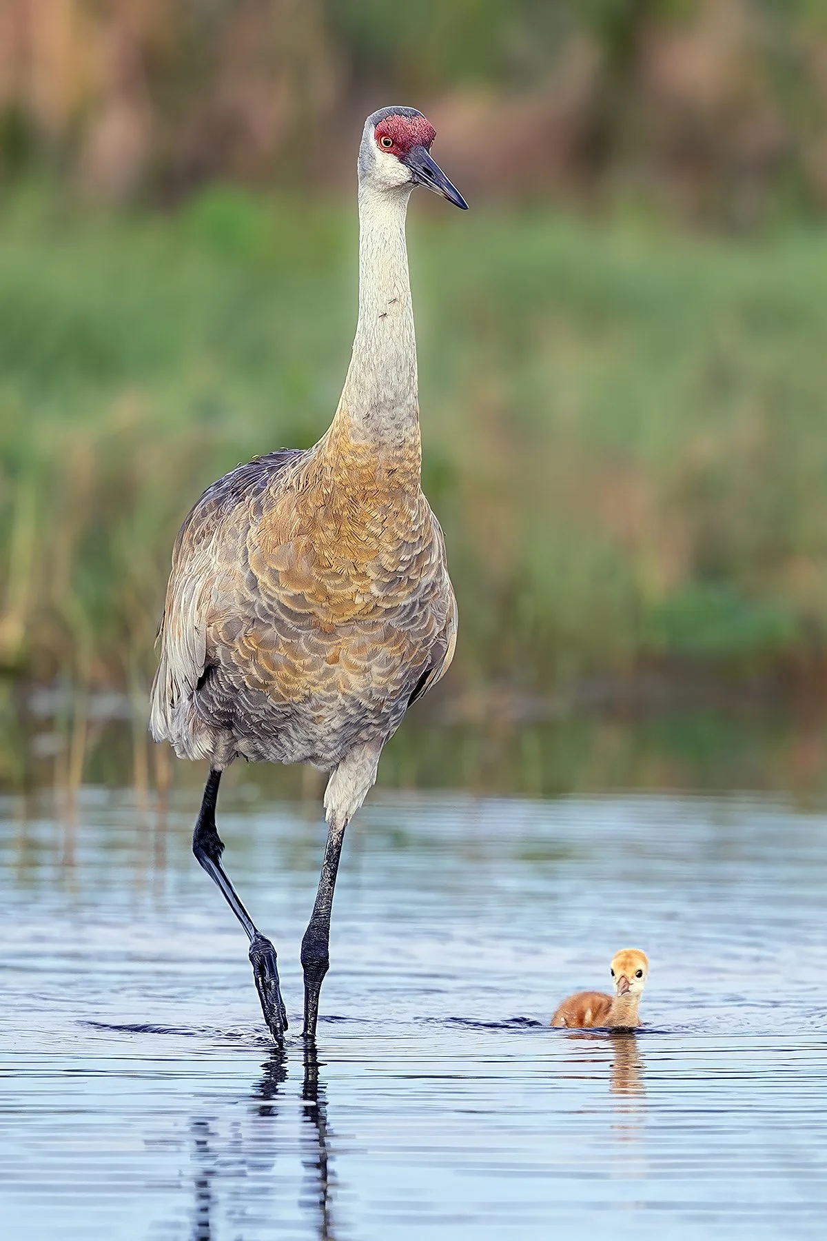 Sandhill crane adult and chick; Indian Lake Estates, Florida