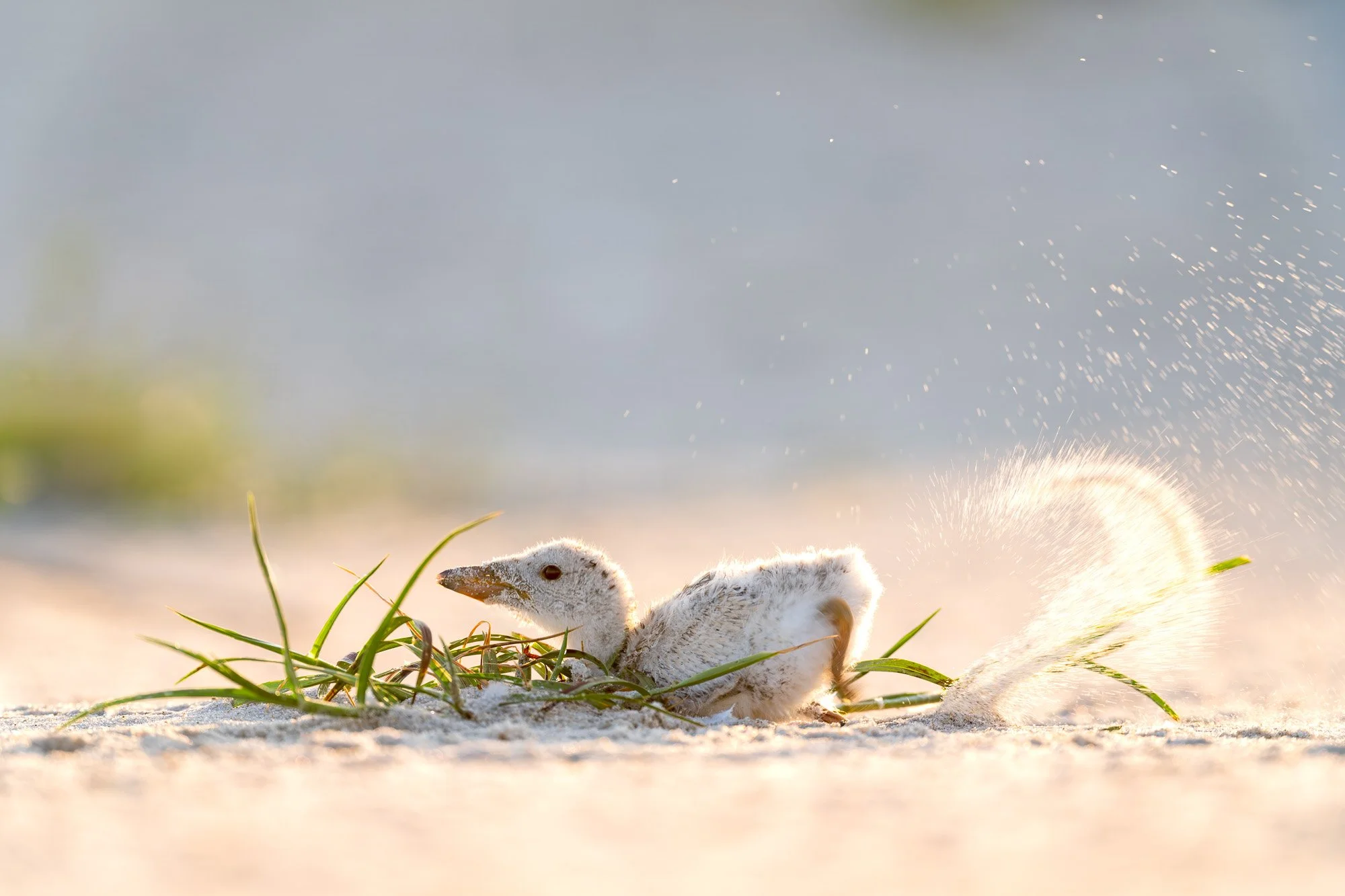 Black skimmer chick kicking sand