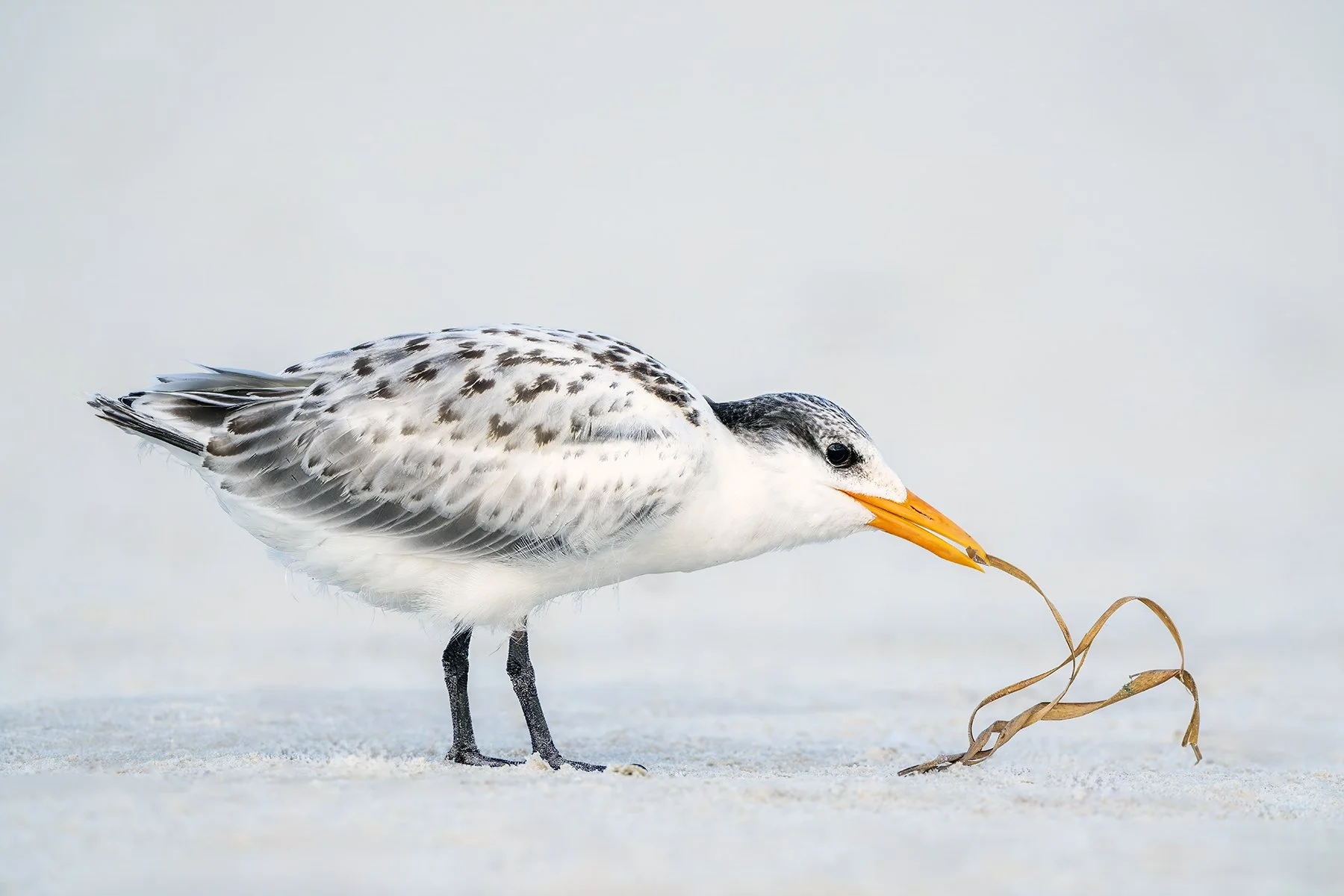 Royal tern chick, Jacksonville, Florida