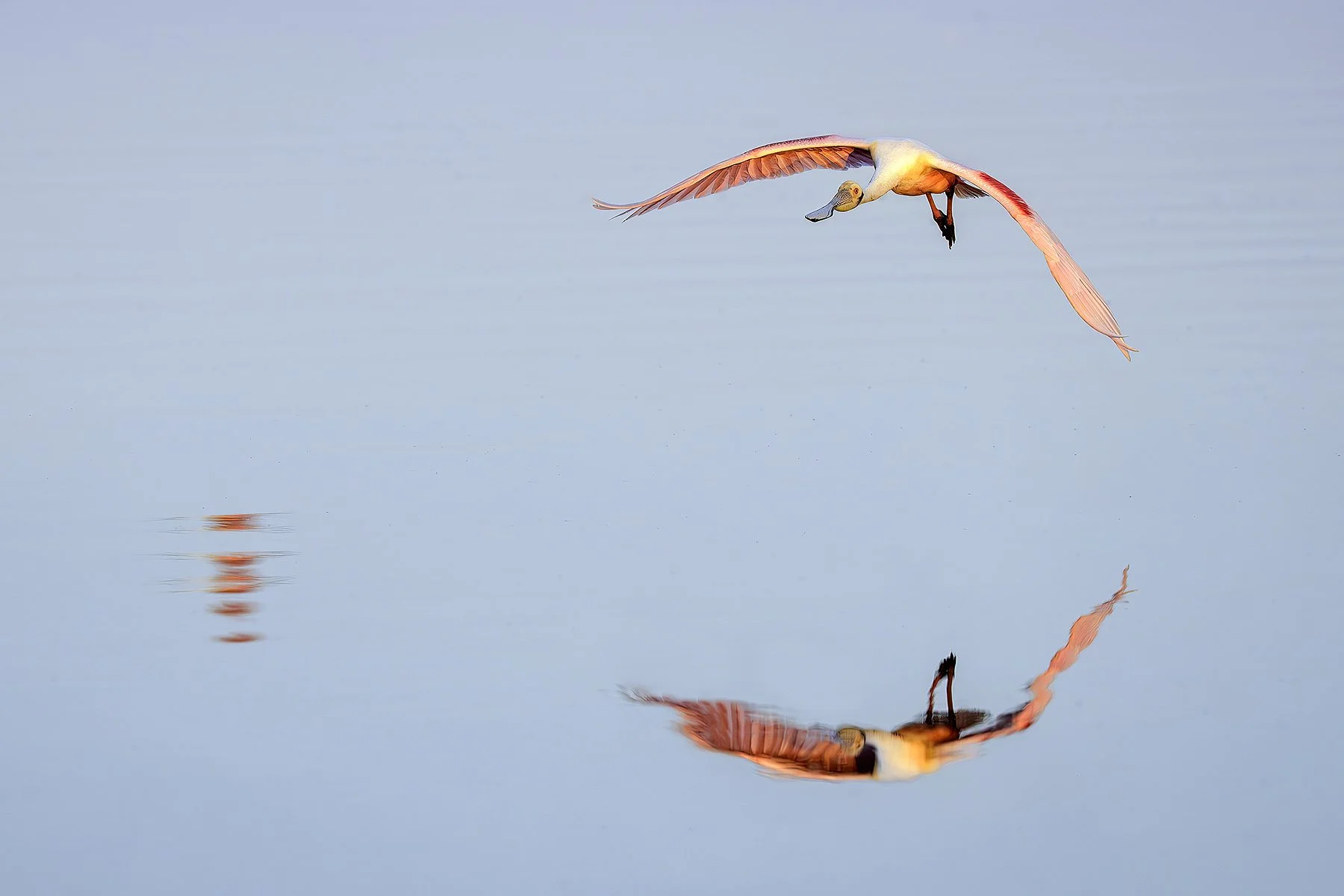 Roseate spoonbill bathing, Fellsmere, Florida