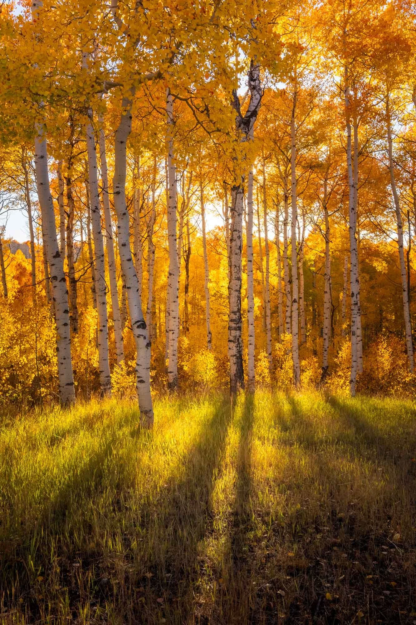 Aspen trees in Wolf Creek Ranch, Heber Valley, Utah