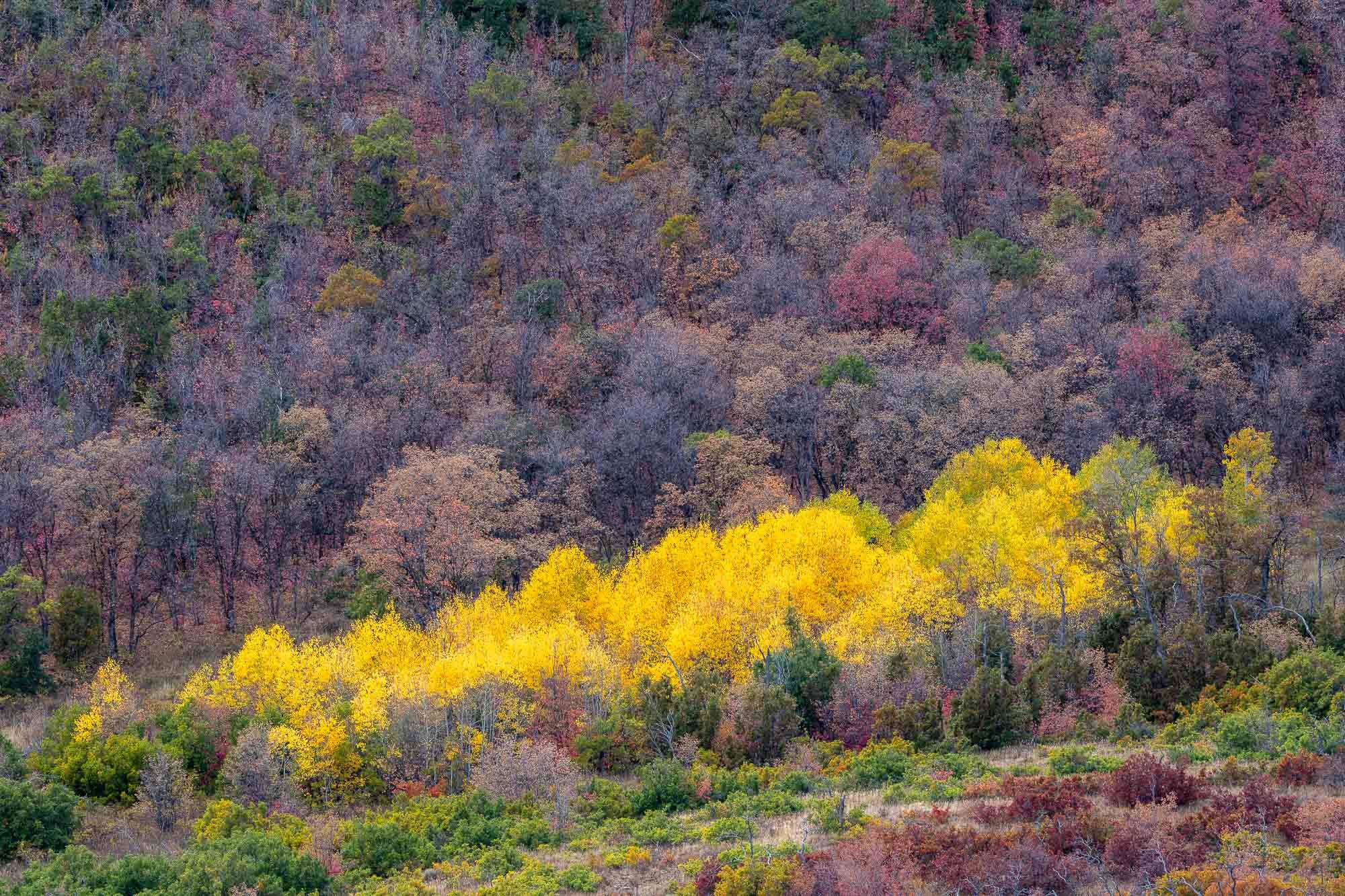 Aspen trees in Heber Valley, Utah