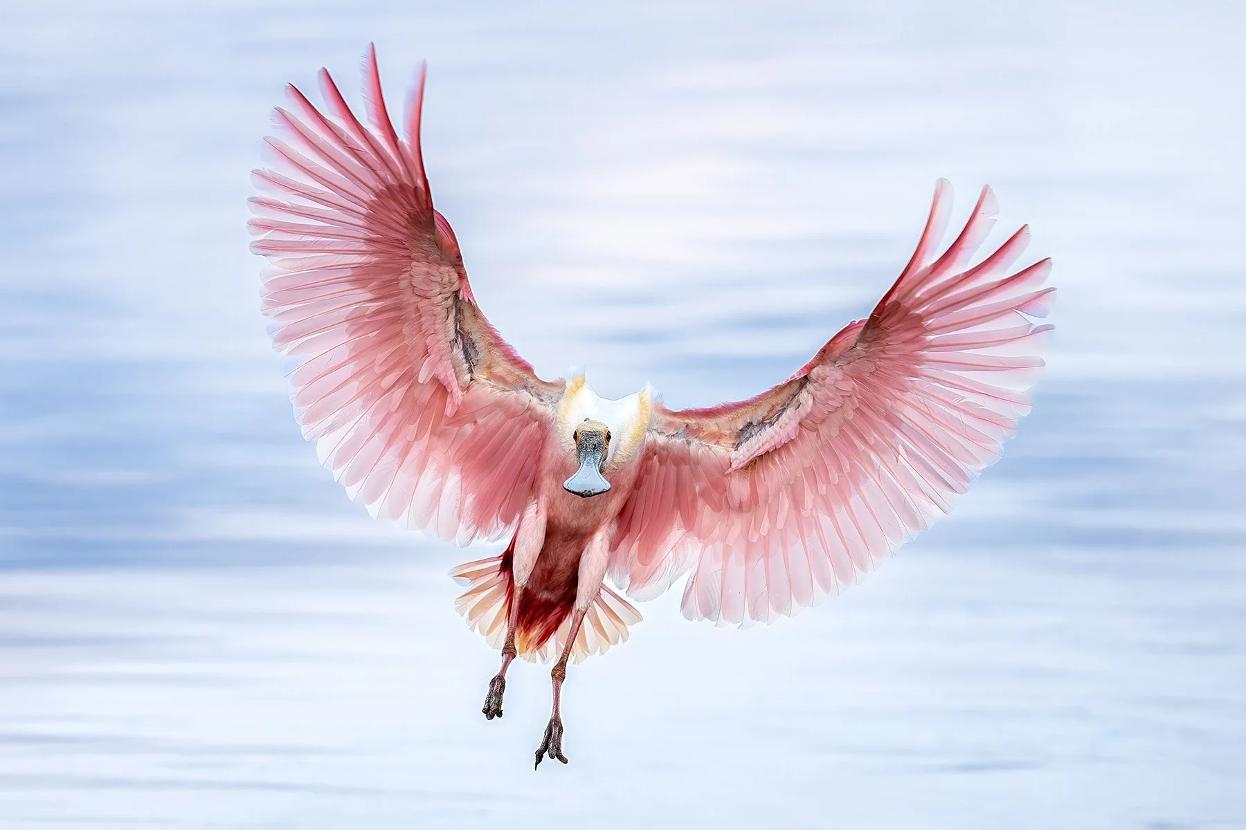 Roseate spoonbill