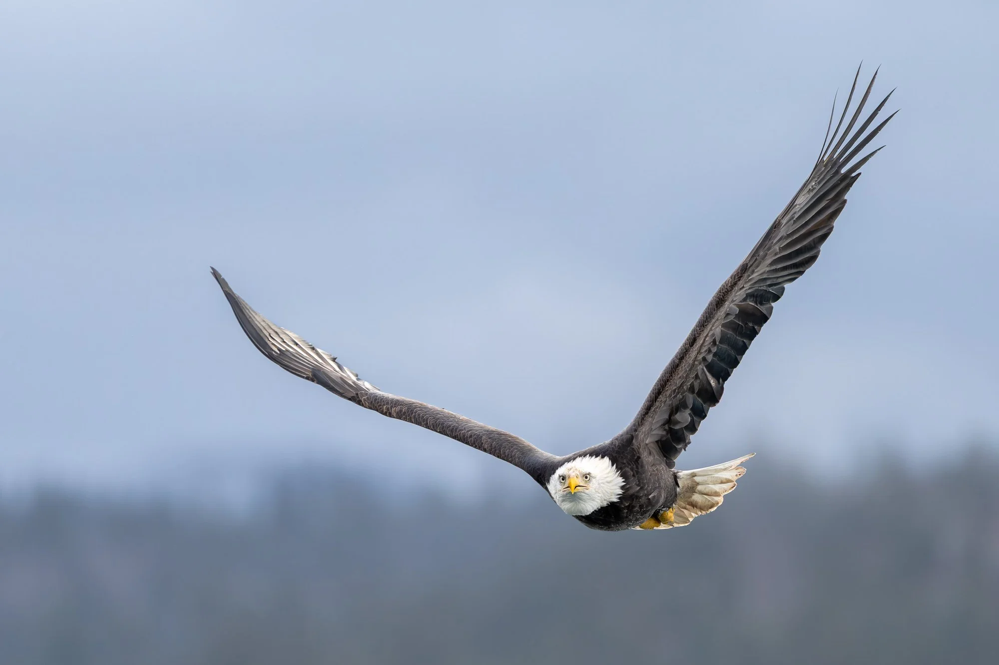 Bald eagle, Homer, Alaska