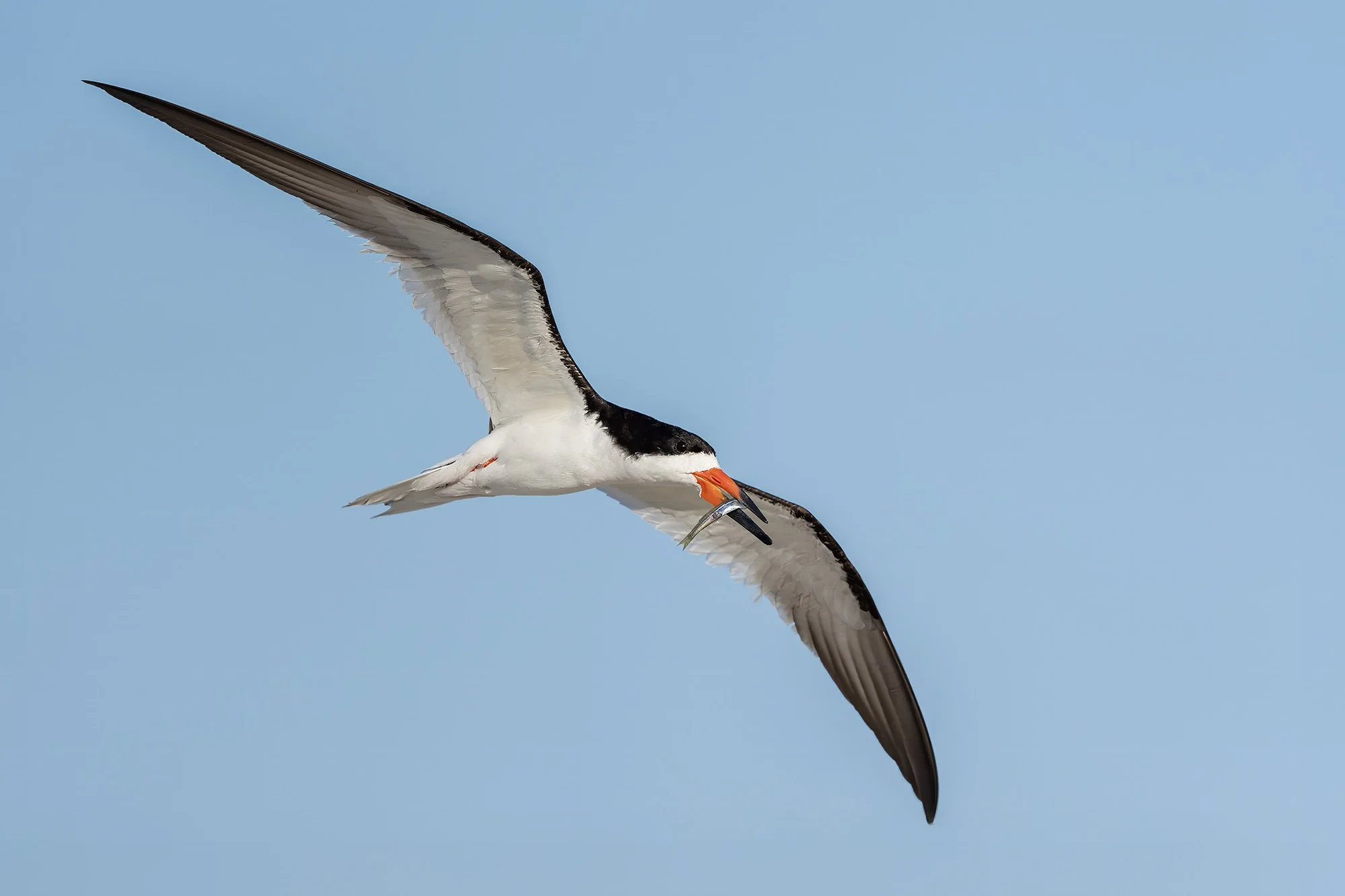 Black skimmer, Long Island, New York