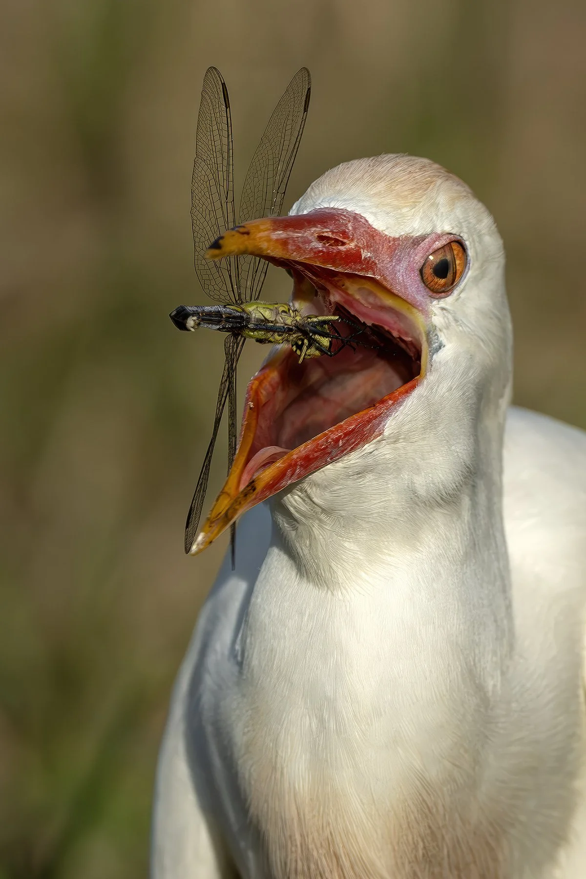 Cattle egret eating dragonfly, Fellsmere, Florida