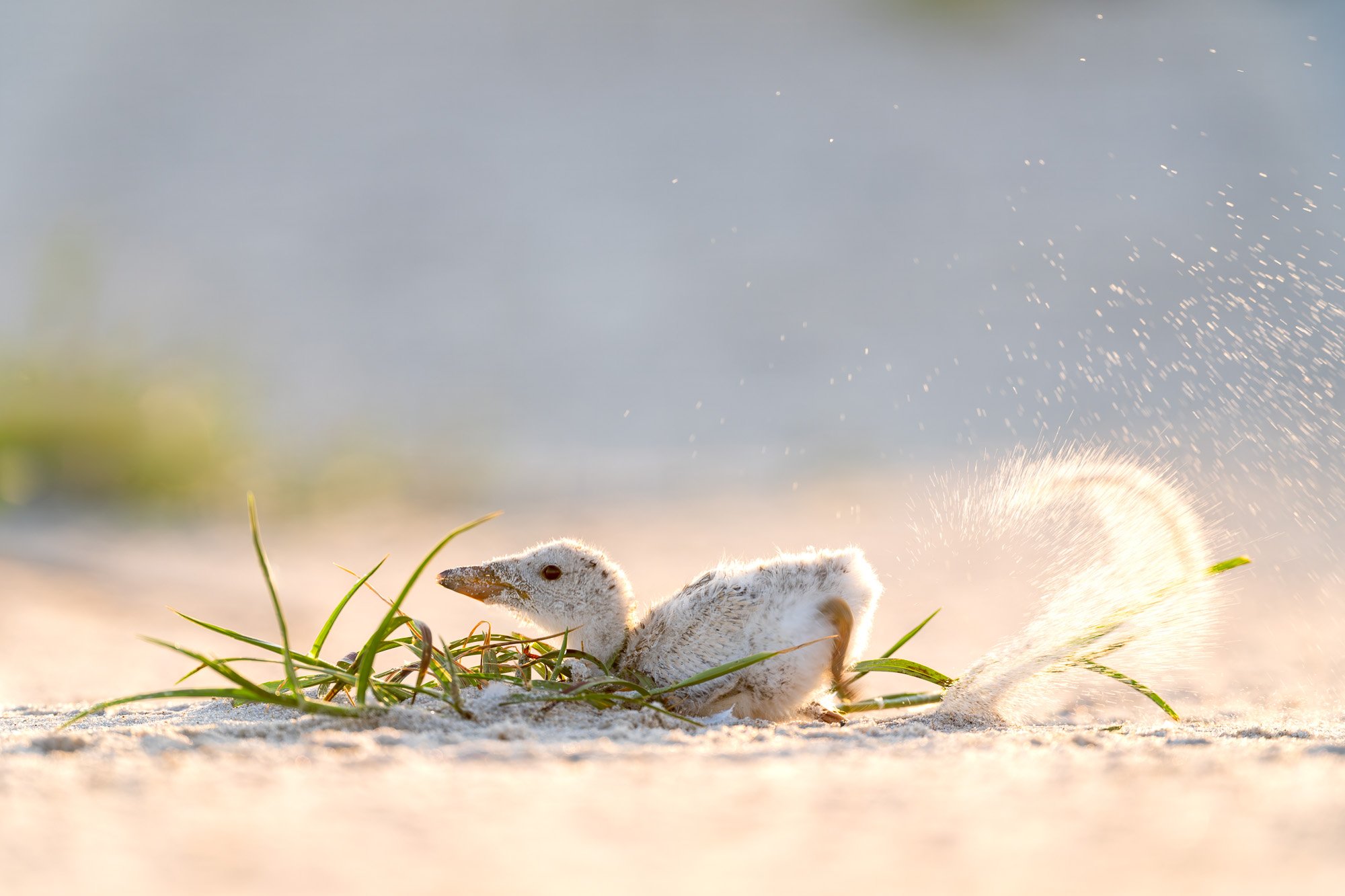 A baby bird trying to fly. 