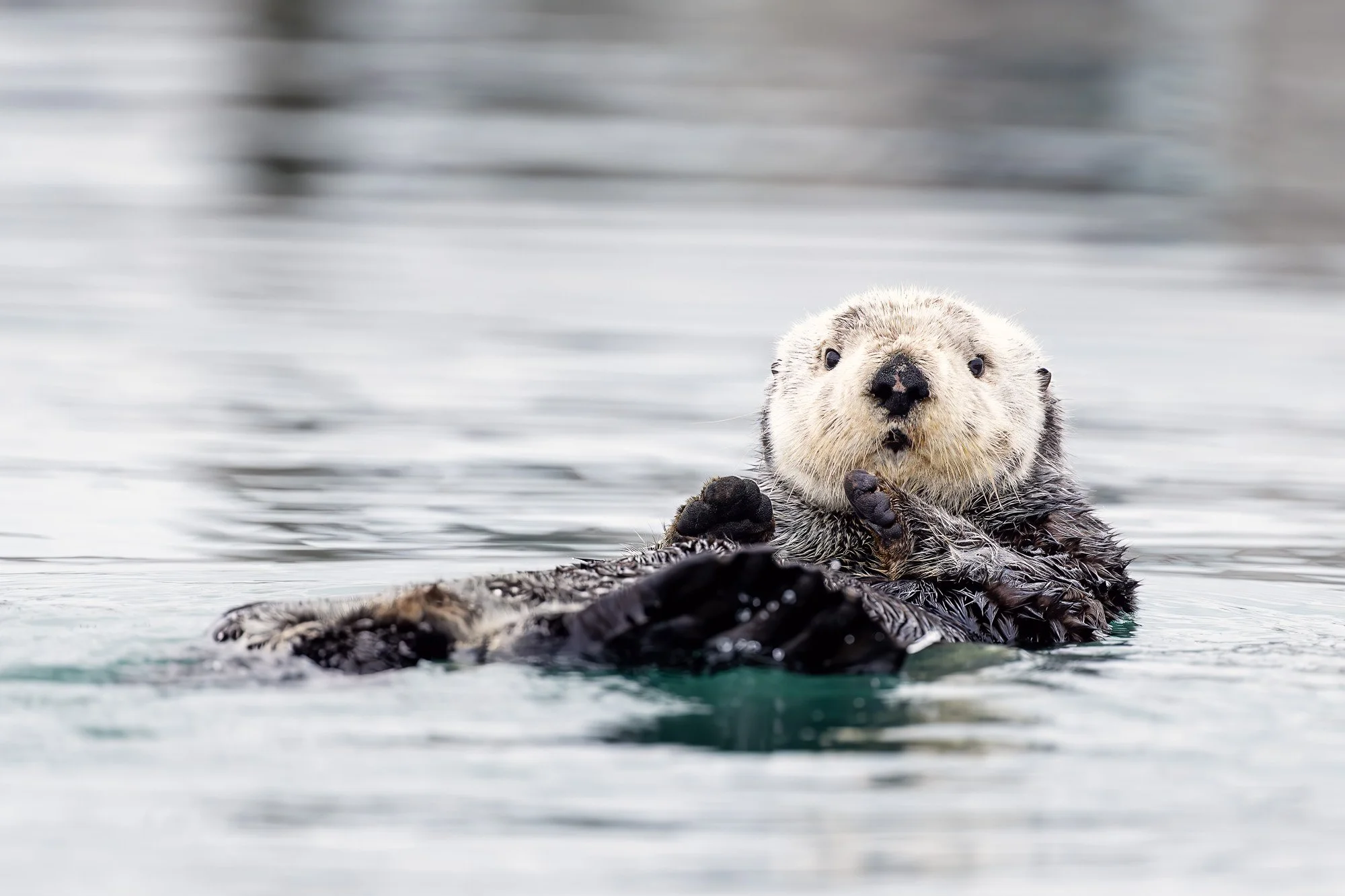 Sea otter, Homer, Alaska
