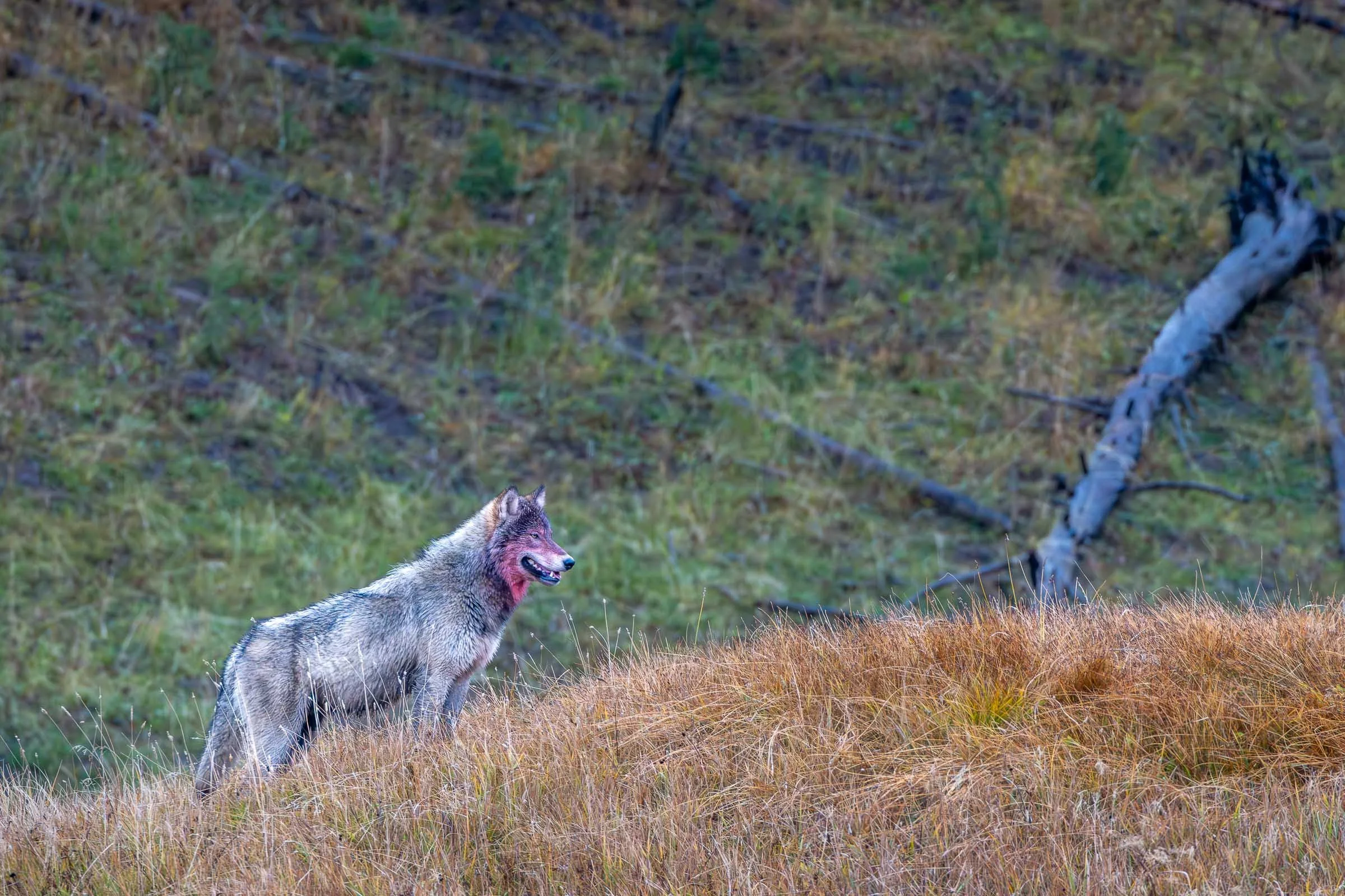 Wapiti pack alpha after eating; Yellowstone National Park, Wyoming