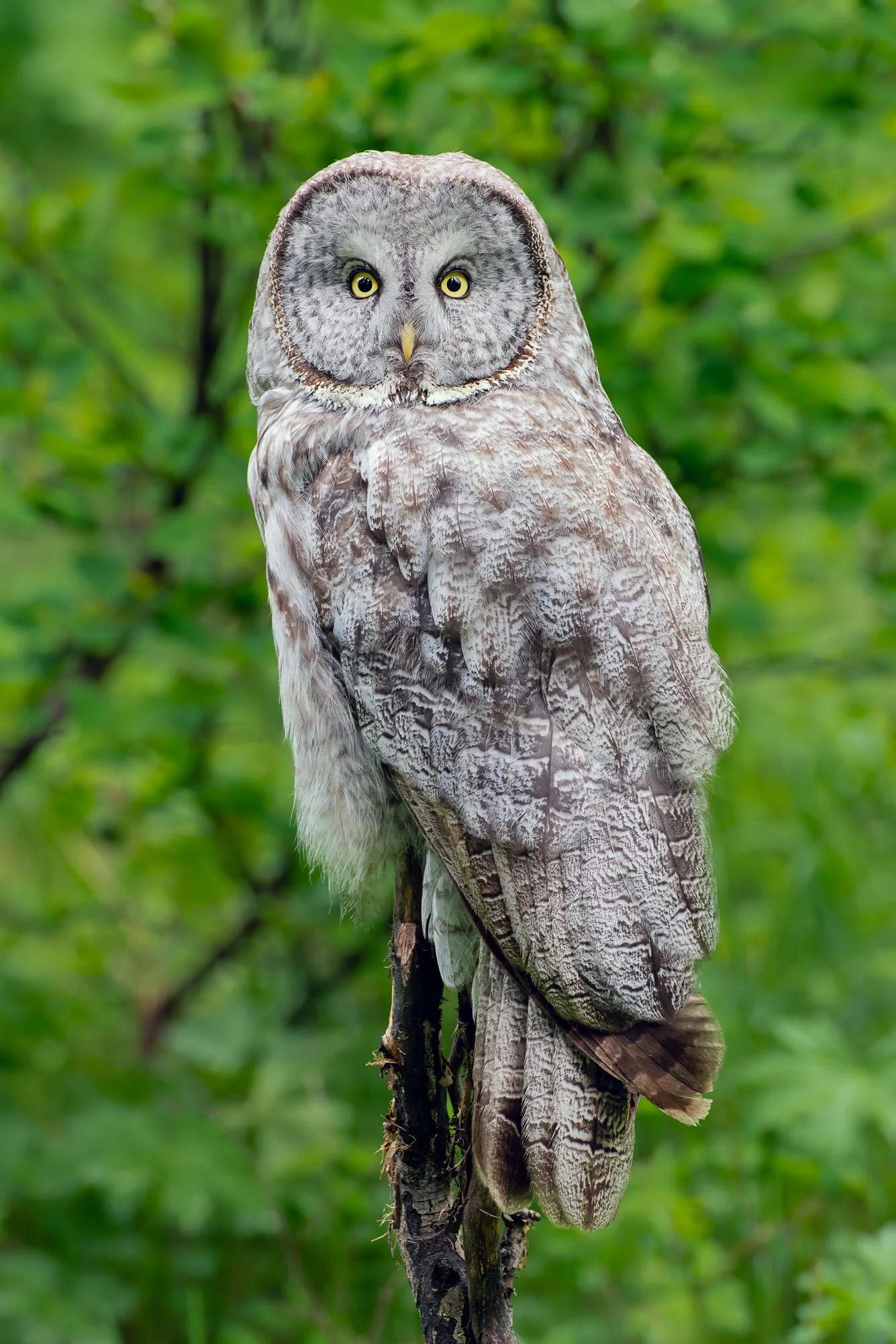 Great gray owl; Grand Tetons National Park, Wyoming