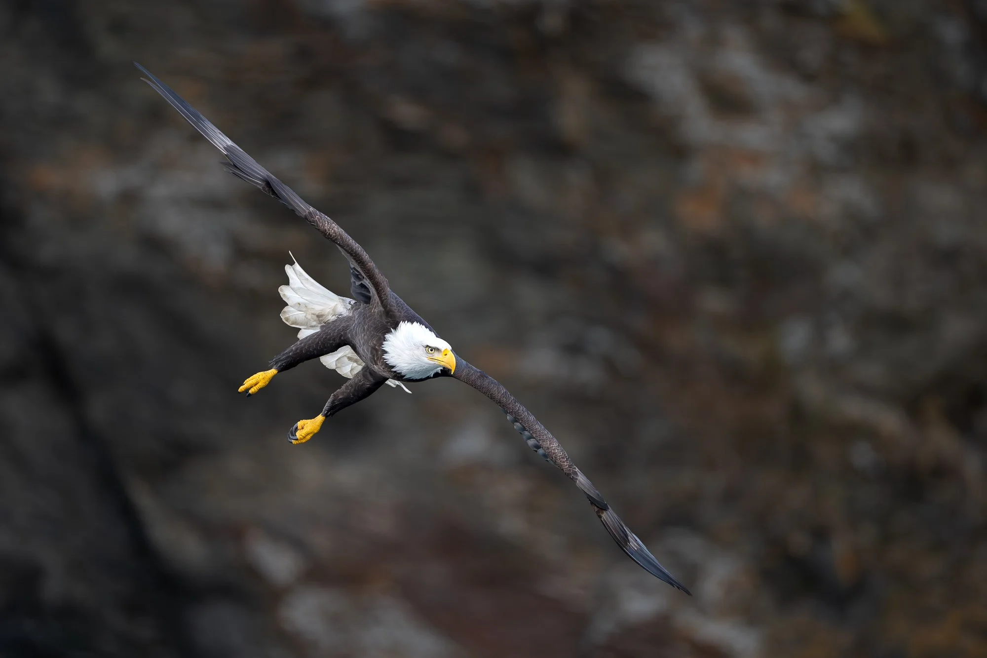 Bald eagle; Homer, Alaska