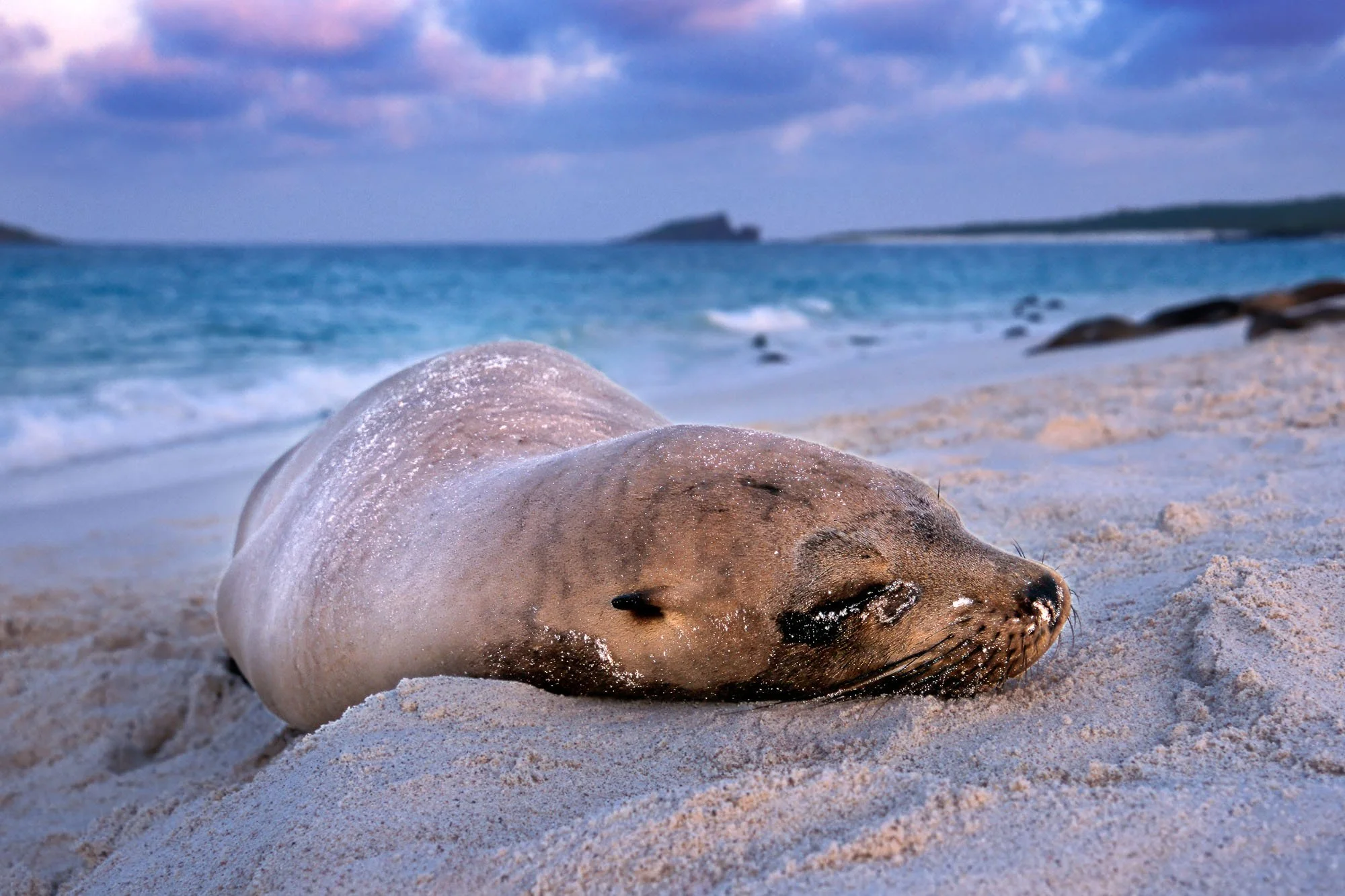 Galapagos Sea lion in Galapagos Islands, Ecuador