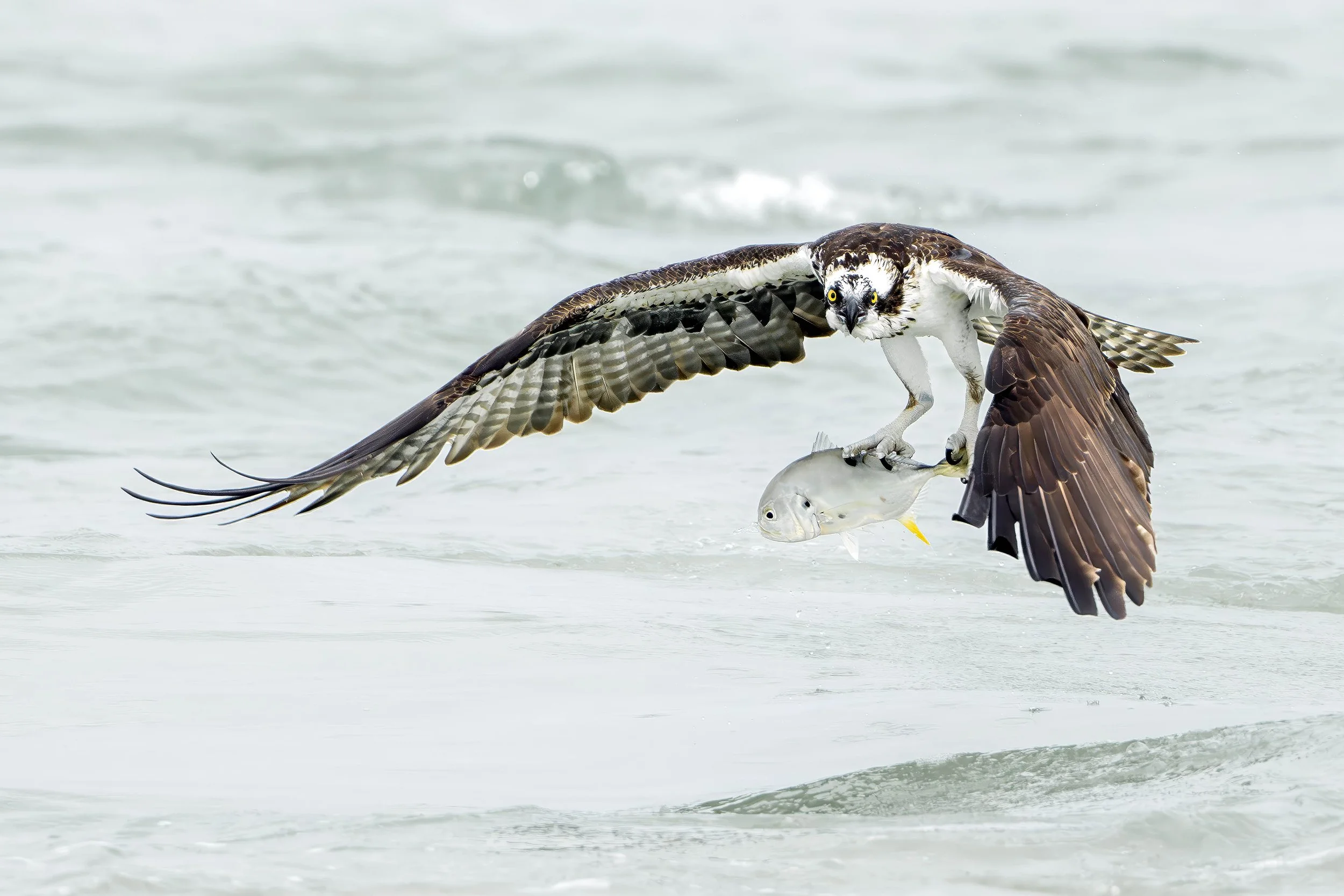 Osprey, Florida