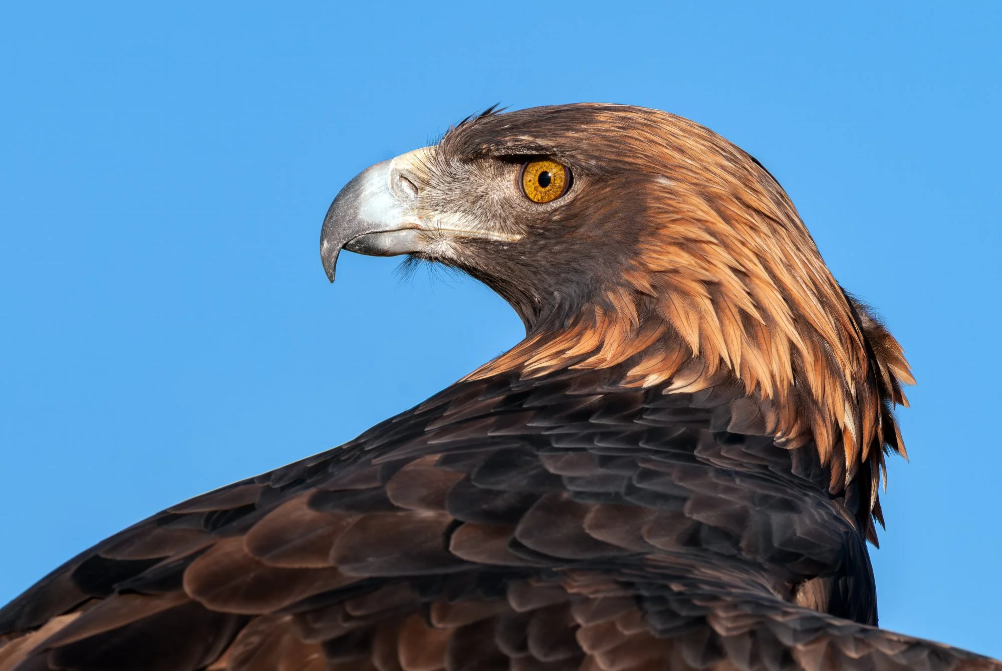 Golden eagle, Colorado
