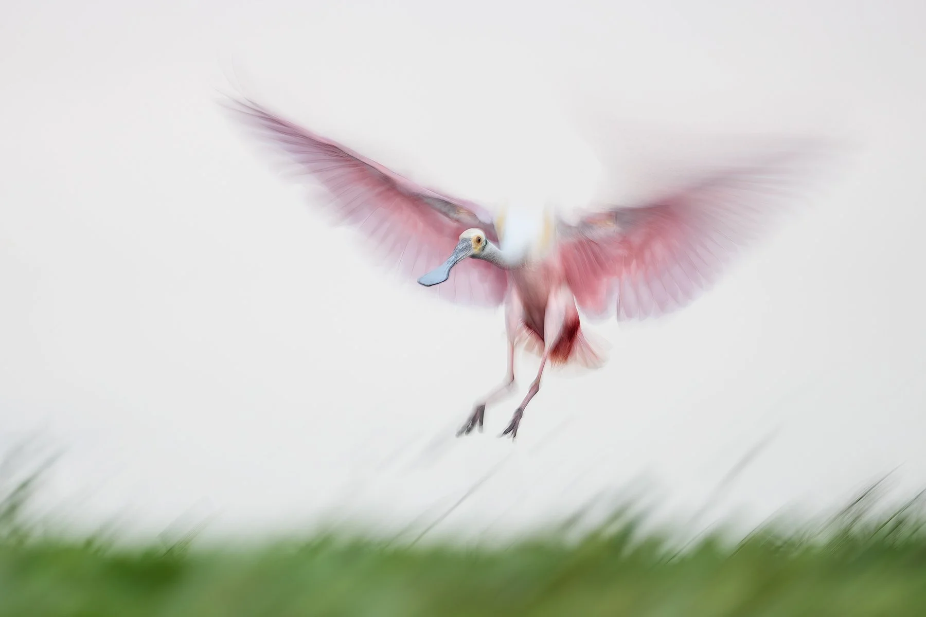 Roseate spoonbill create blur, Fellsmere, Florida