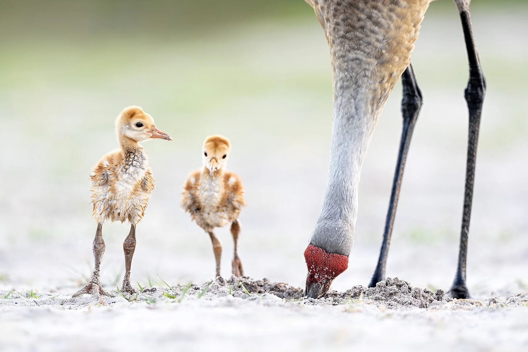 Sandhill cranes, Indian Lake Estates, Florida