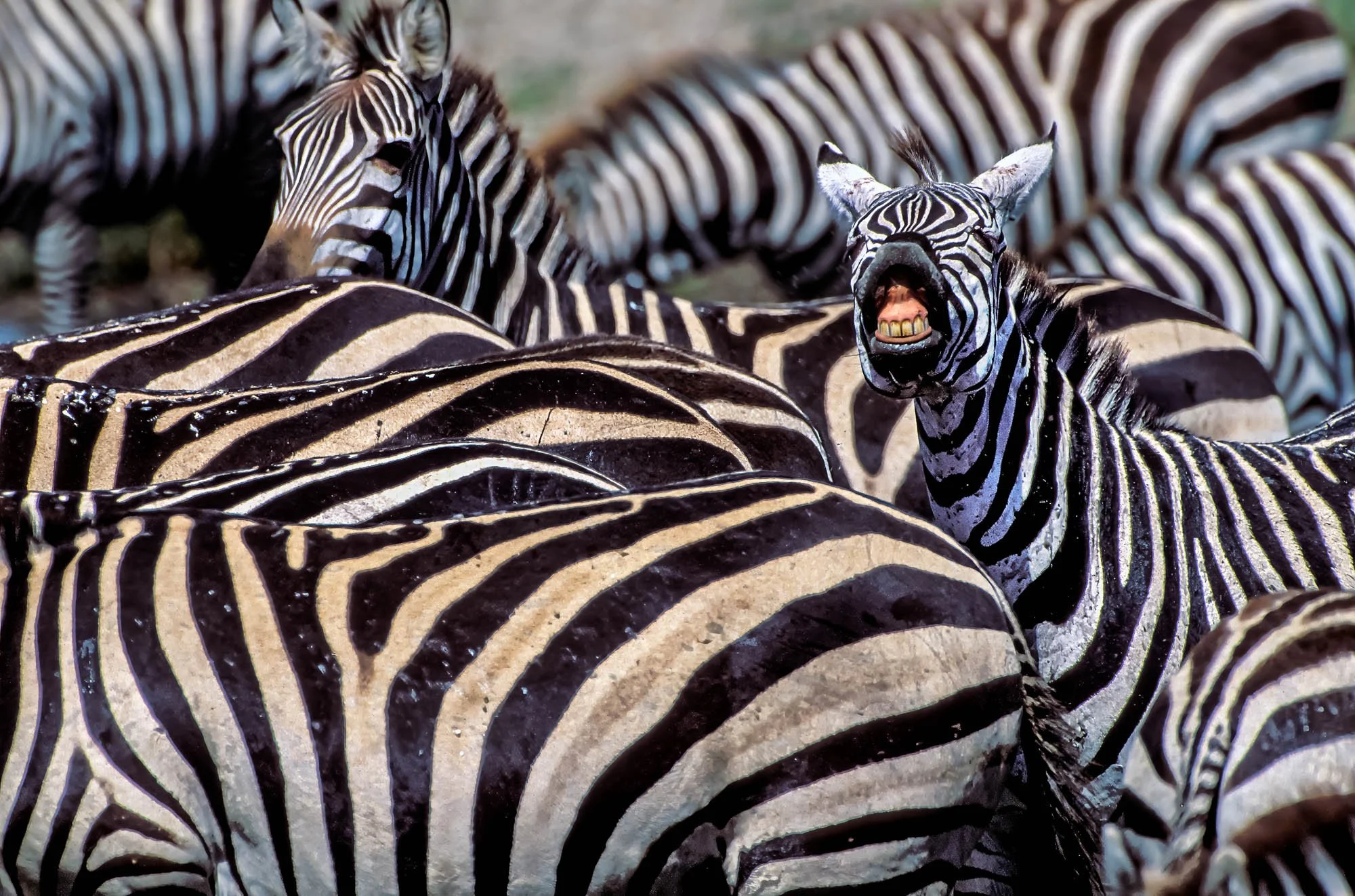 Zebras, Serengeti National Park, Tanzania