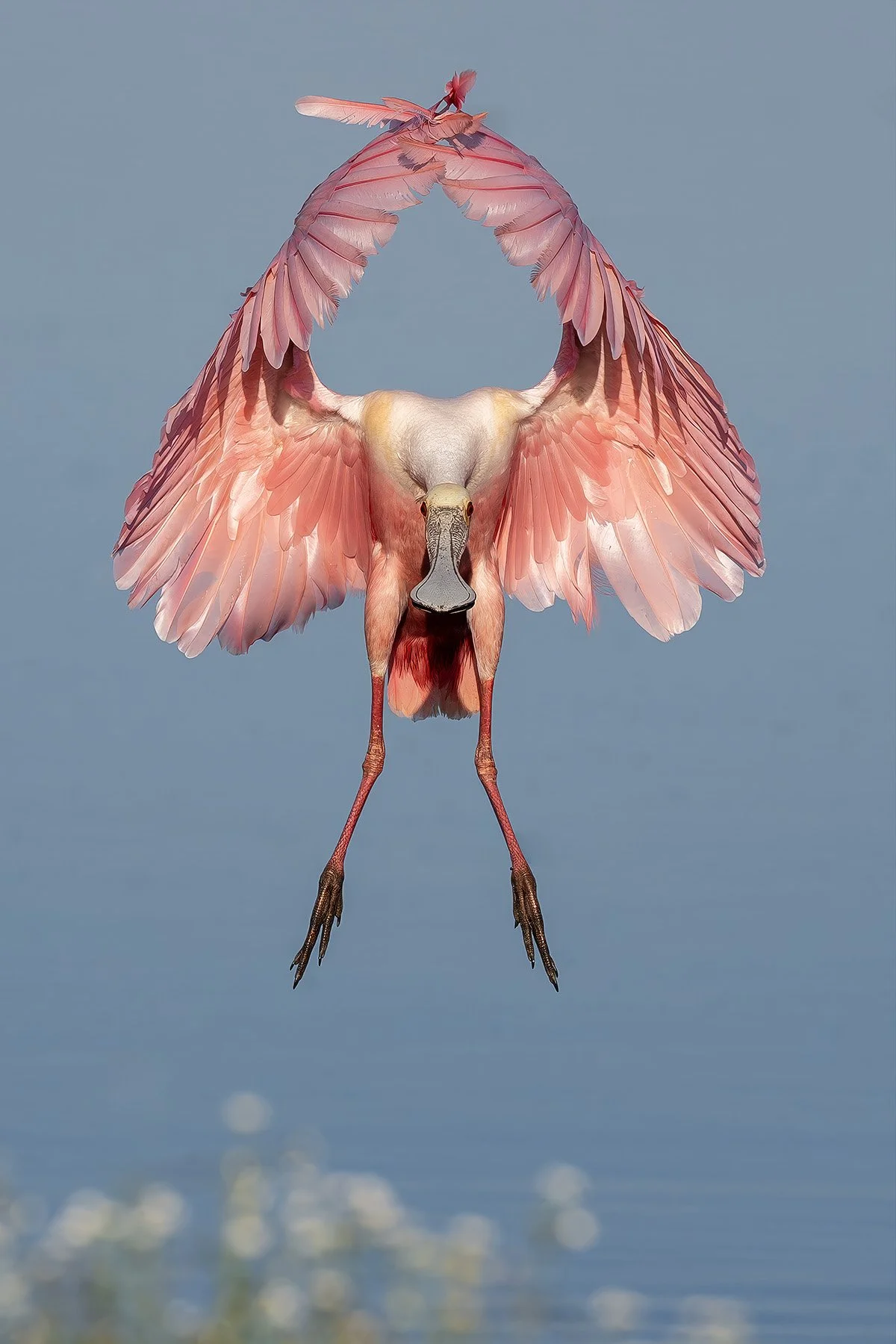 Roseate spoonbill, Fellsmere, Florida