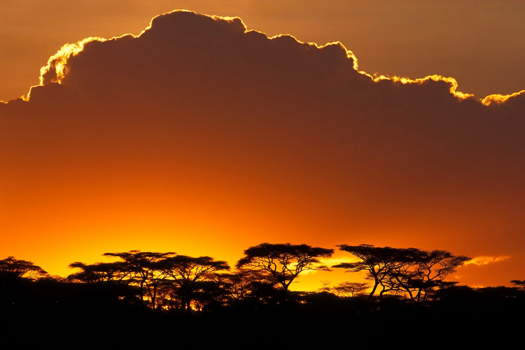 Sunset in Serengeti National Park, Tanzania, Africa