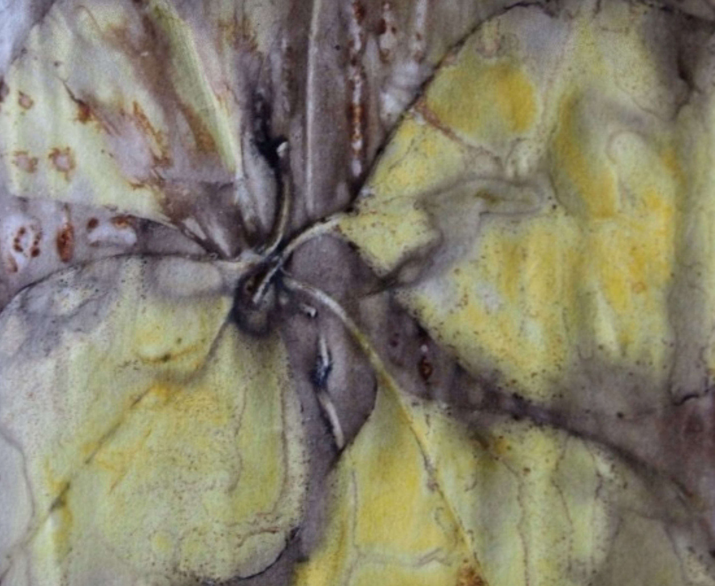 Close-up of a dried, wrinkled leaf with yellow and brown coloration.