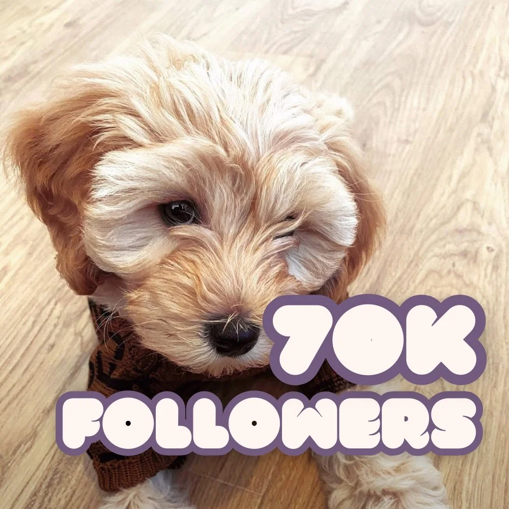 A cute, curly-haired puppy with a light fur coat and a black nose, sitting on a wooden floor. The image has text overlay that says '70K FOLLOWERS' in large, playful font.