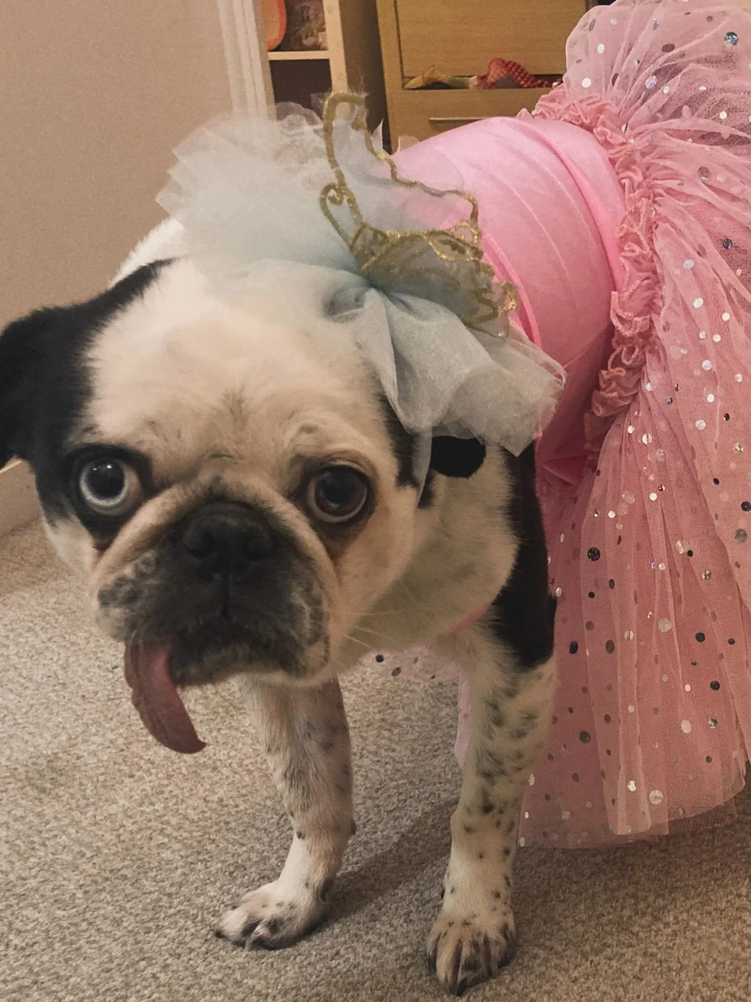 A French bulldog dressed in a pink tutu and wearing a gray and gold bow with tulle, standing on a carpeted floor.