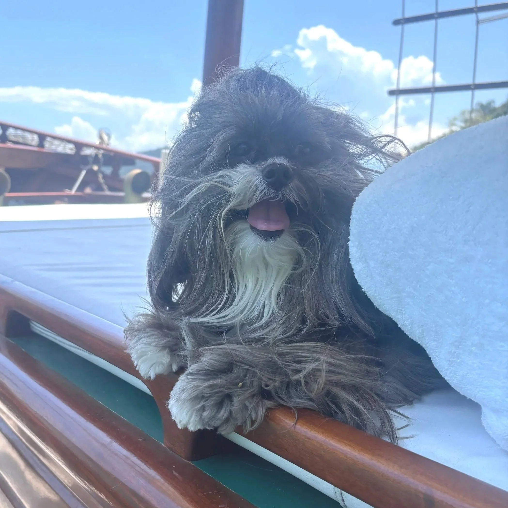 A happy small dog with long, curly fur sitting on a boat, with blue sky and clouds in the background.
