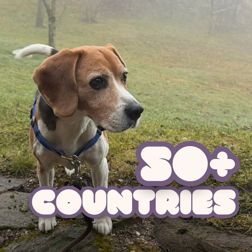 A cute beagle dog sitting outdoors on grass with mist in the background, wearing a blue harness. Text overlay reads 'SO+ COUNTRIES' in large, playful font.