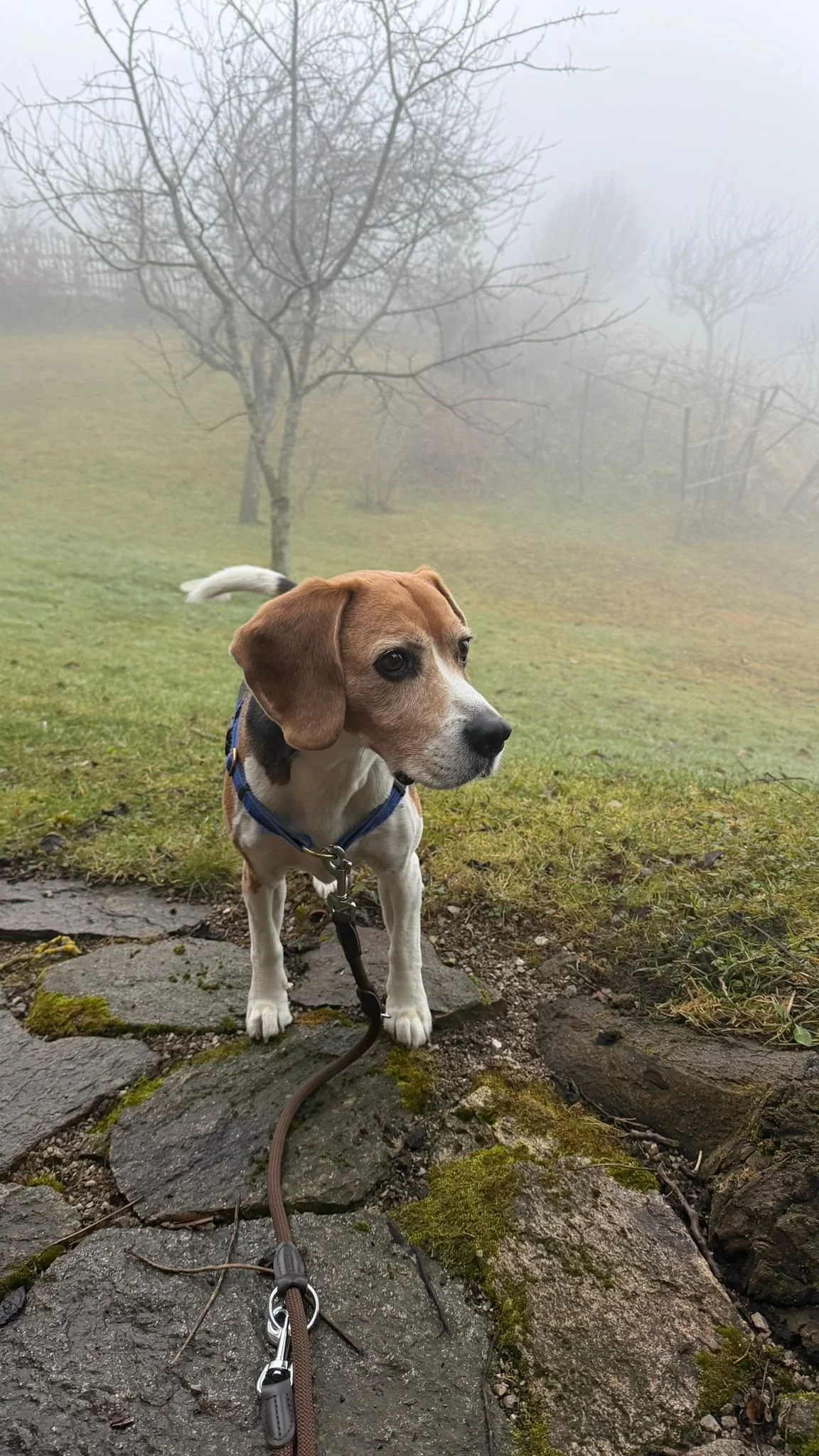 A brown and white puppy on a leash standing on a rocky path, looking sideward, in a foggy outdoor setting with leafless trees in the background.